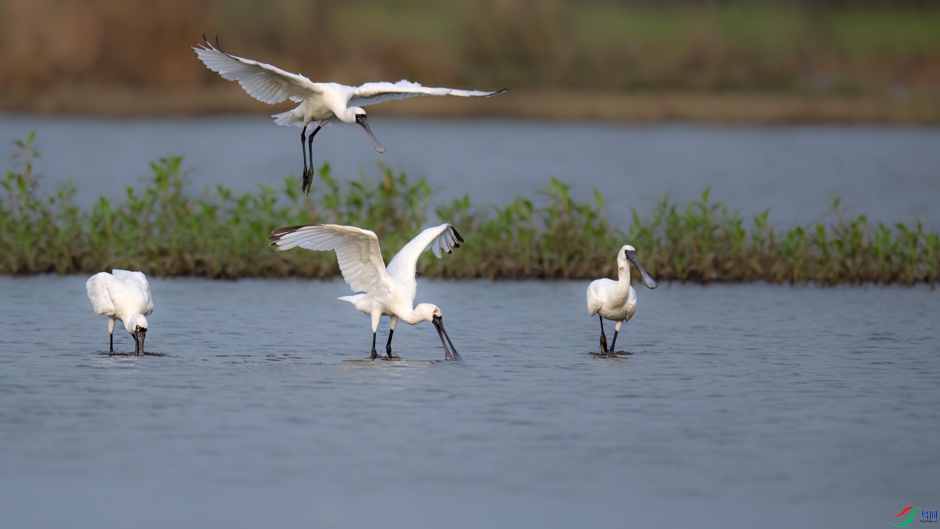 DSC_4711sen2026-2-8-23-�༭.jpg