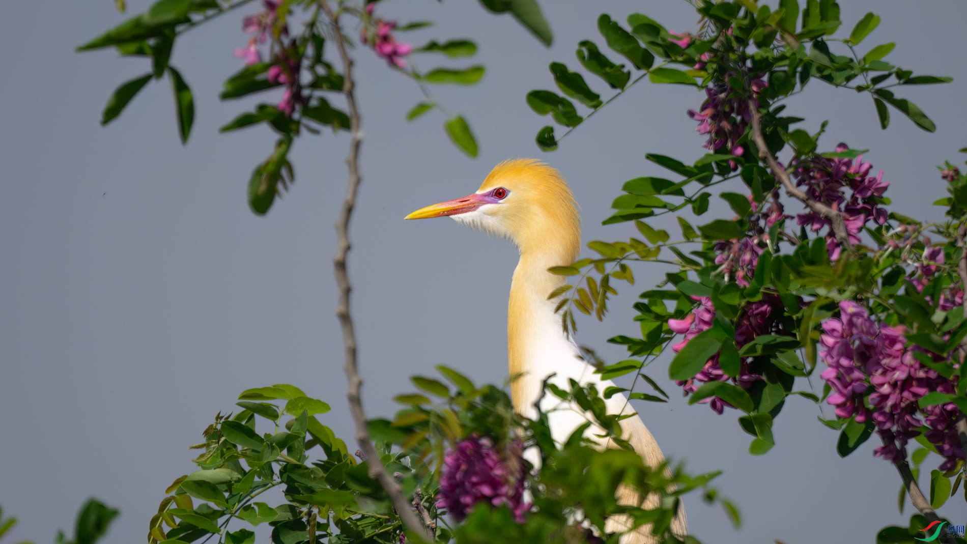 DSC_7789sen2026-5-10-59-�༭.jpg