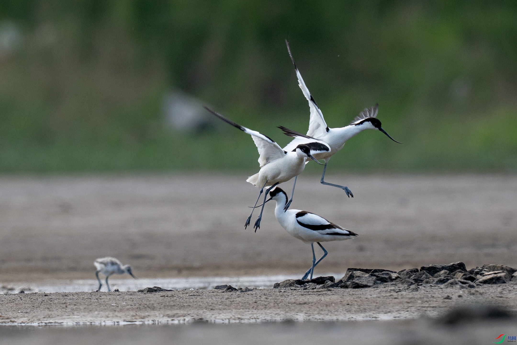 DSC_5587AA.jpg