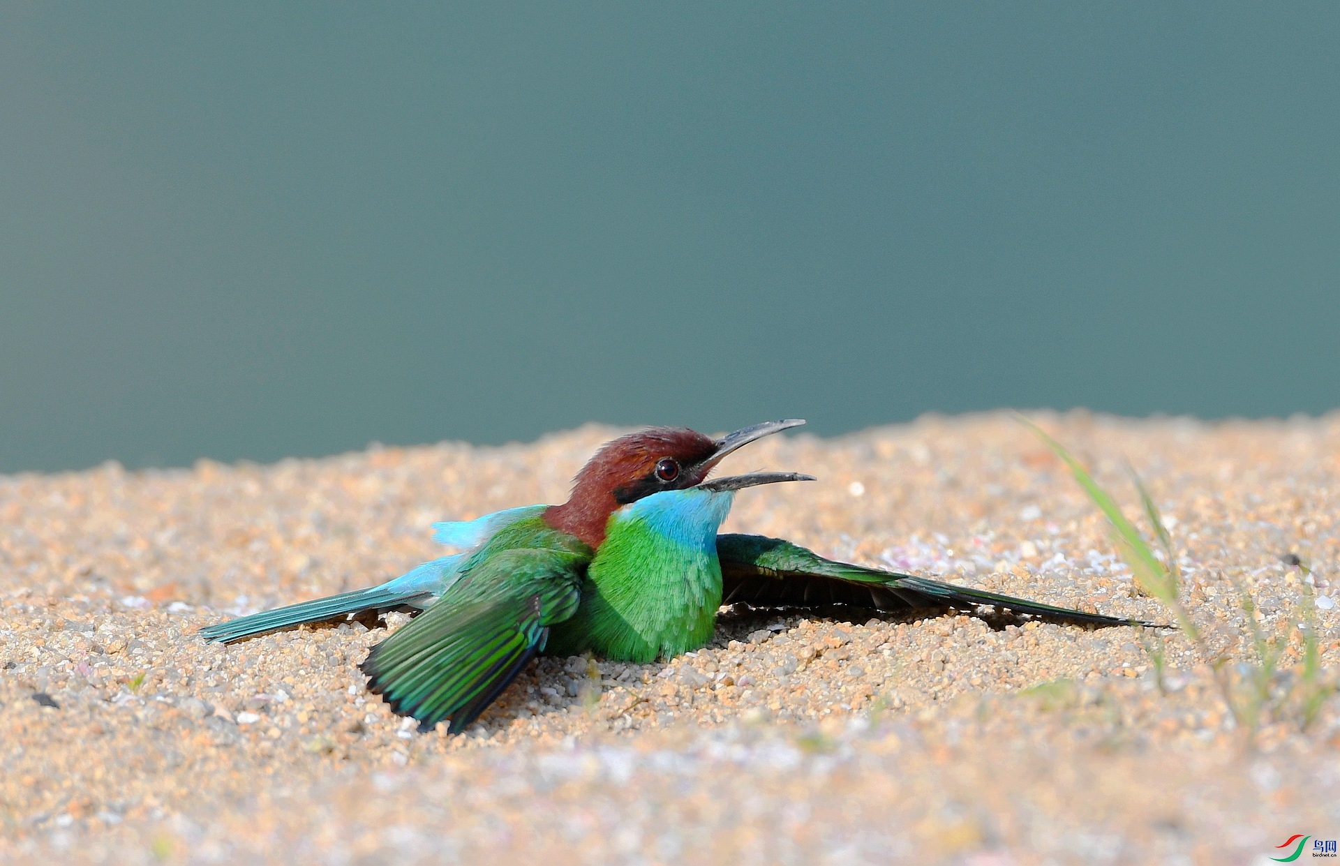 DSC_5336.jpg