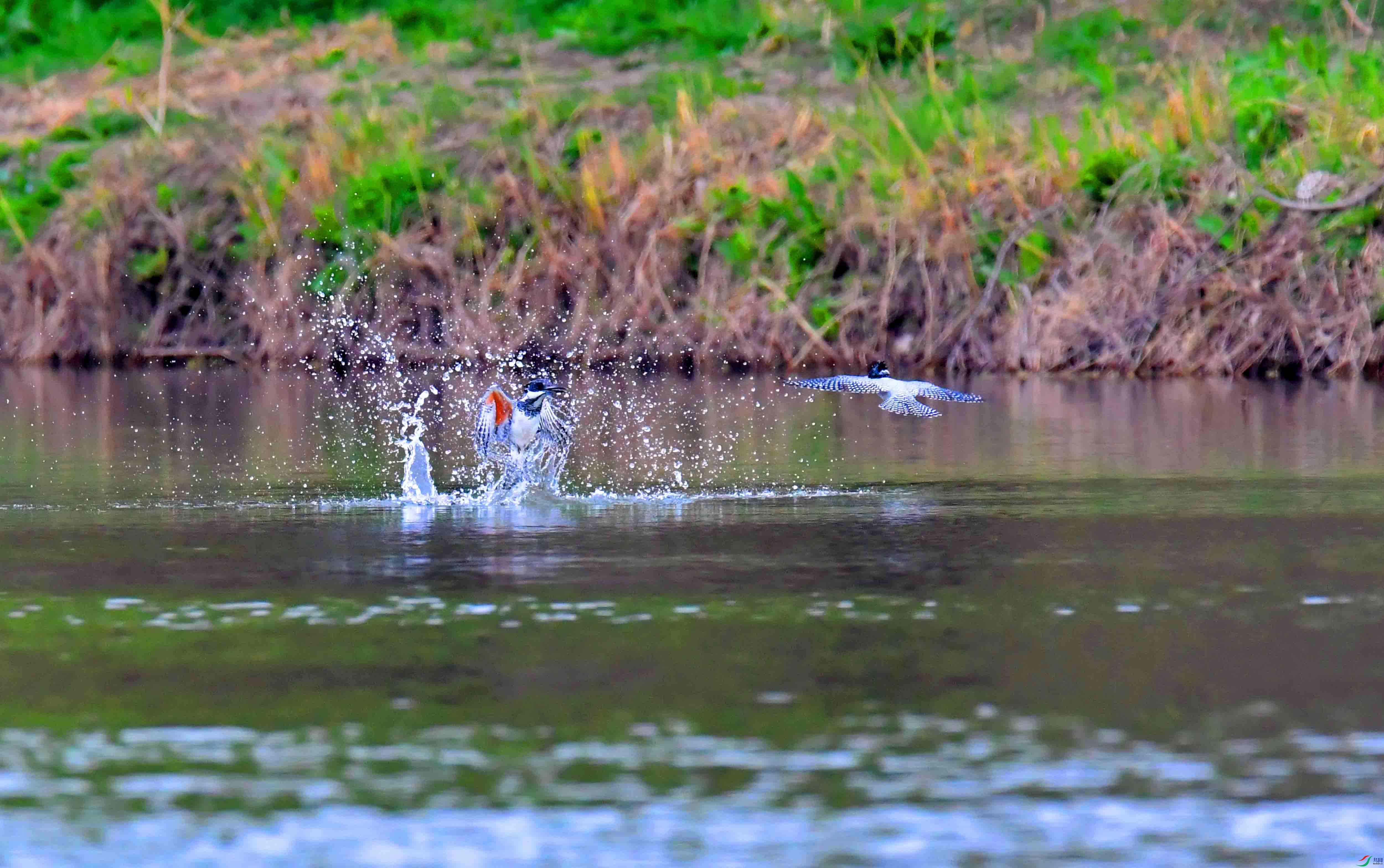 DSC_0475.JPG