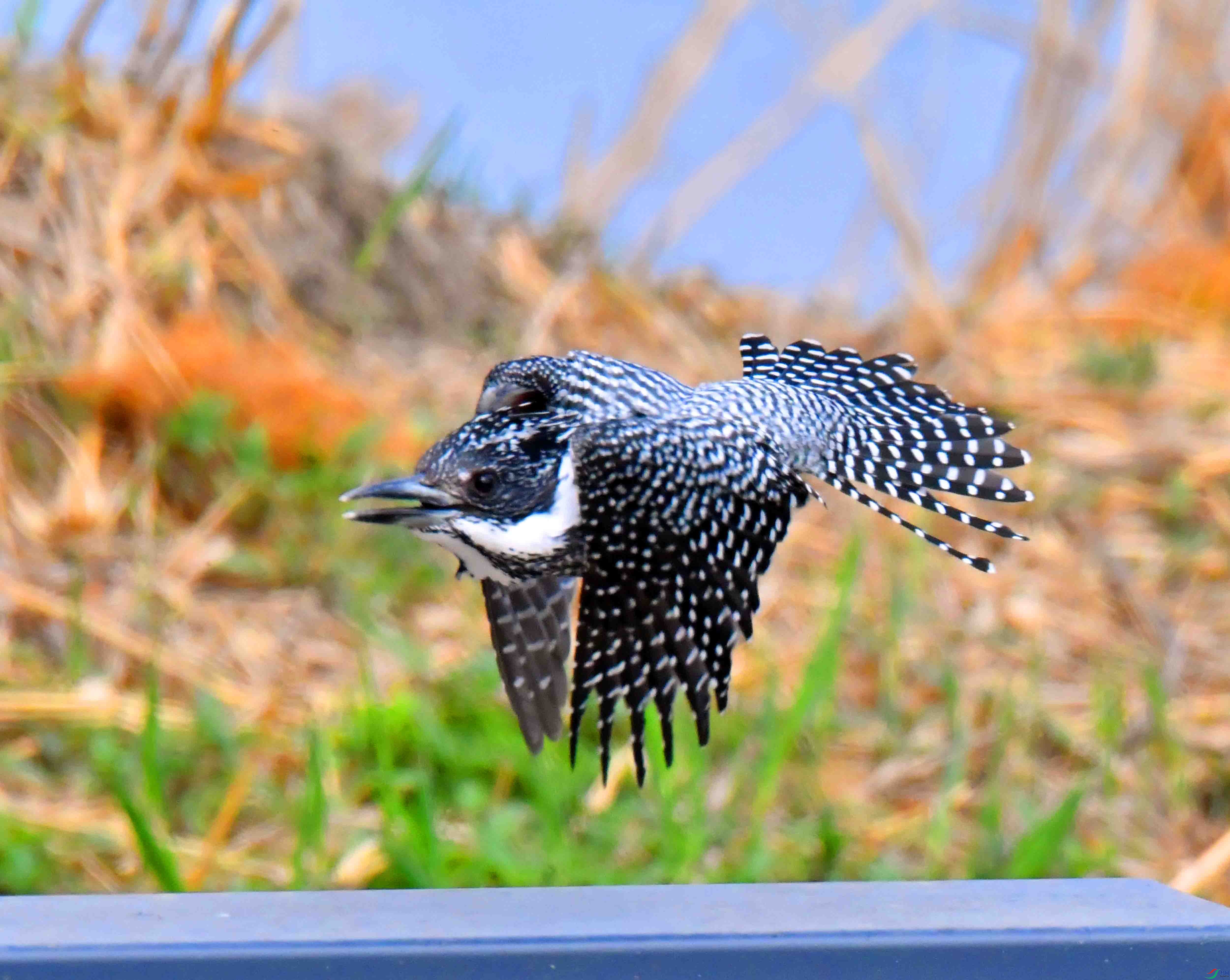 DSC_0501.JPG