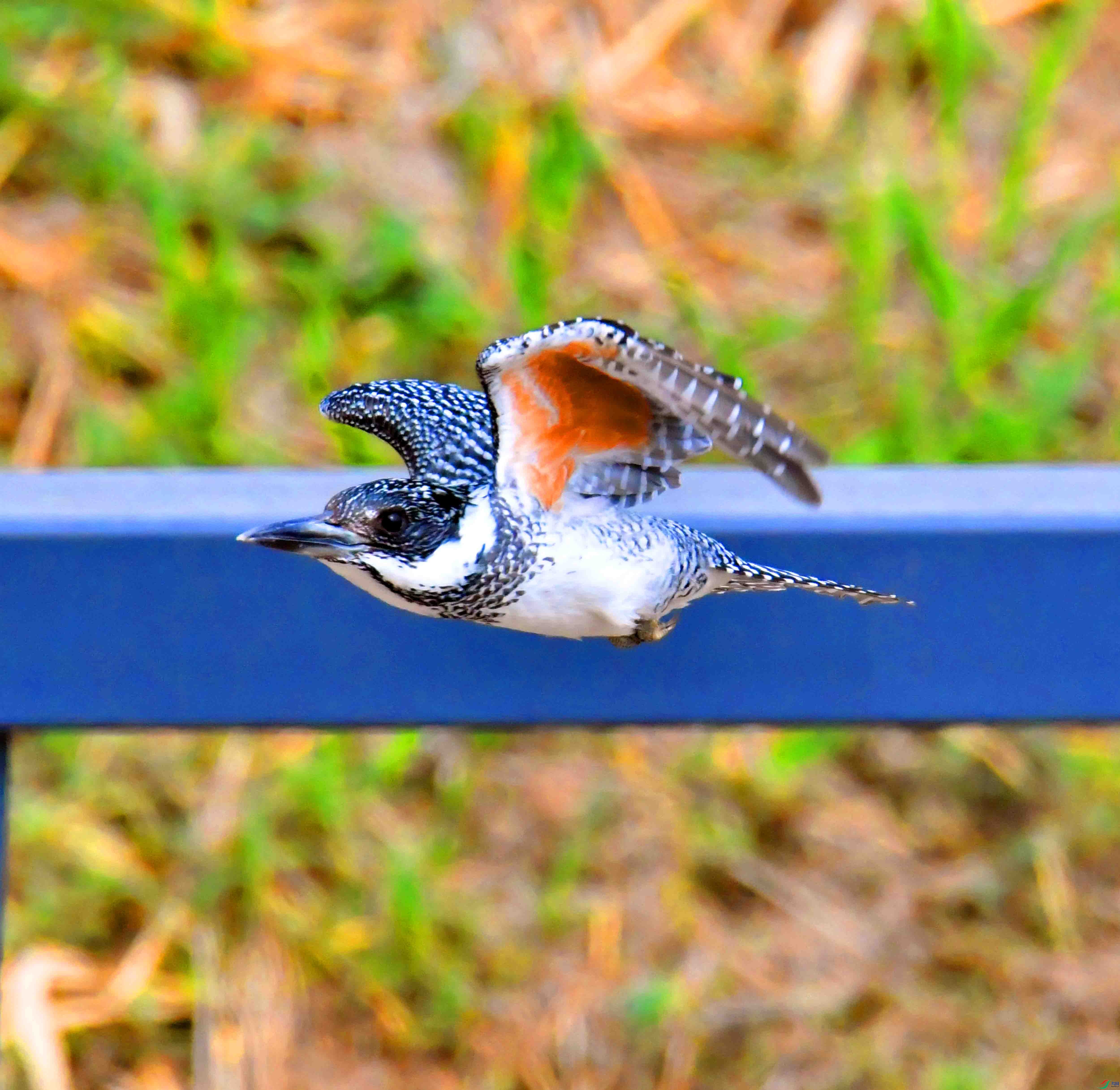 DSC_0503.JPG