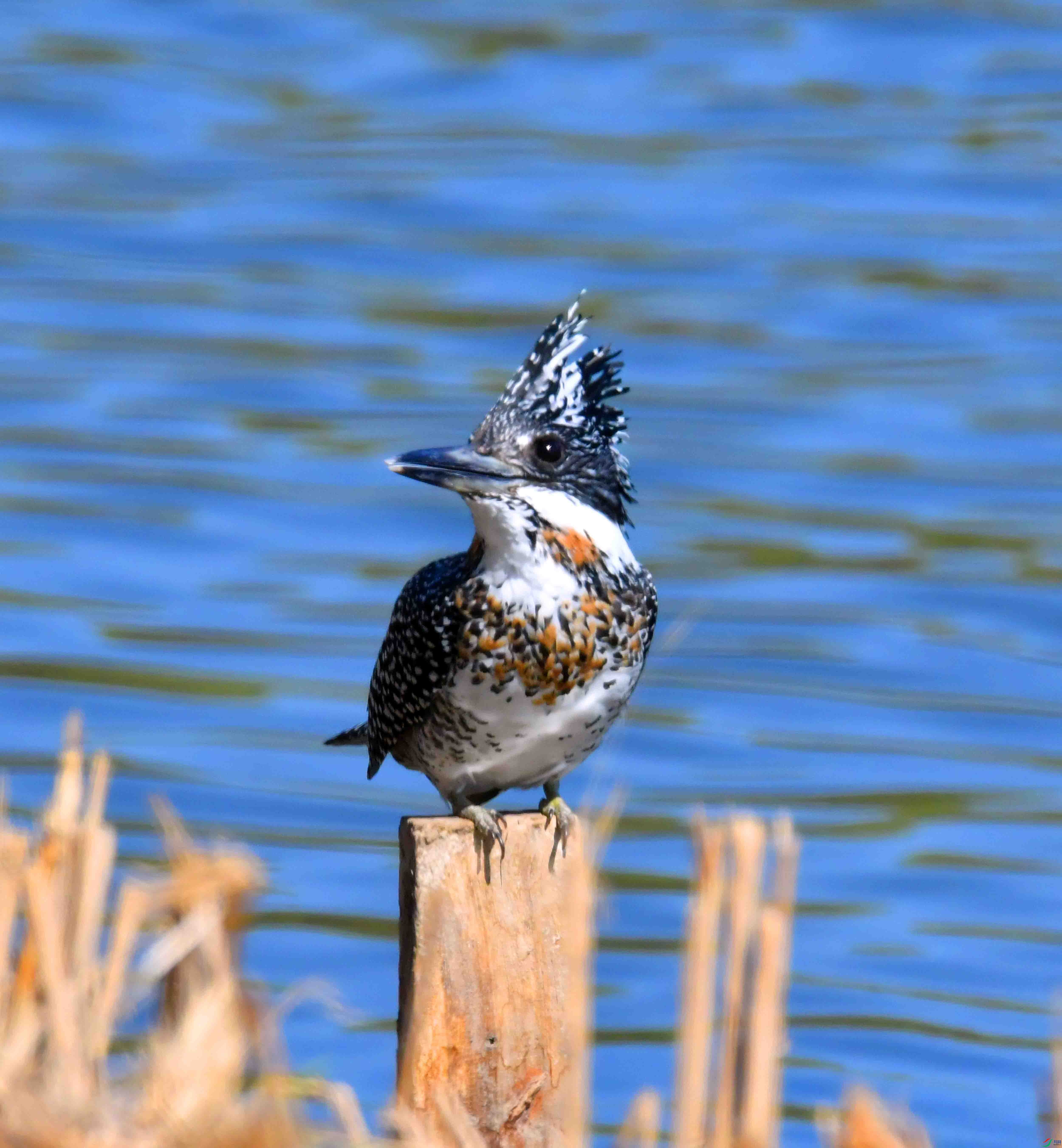 DSC_0842.JPG