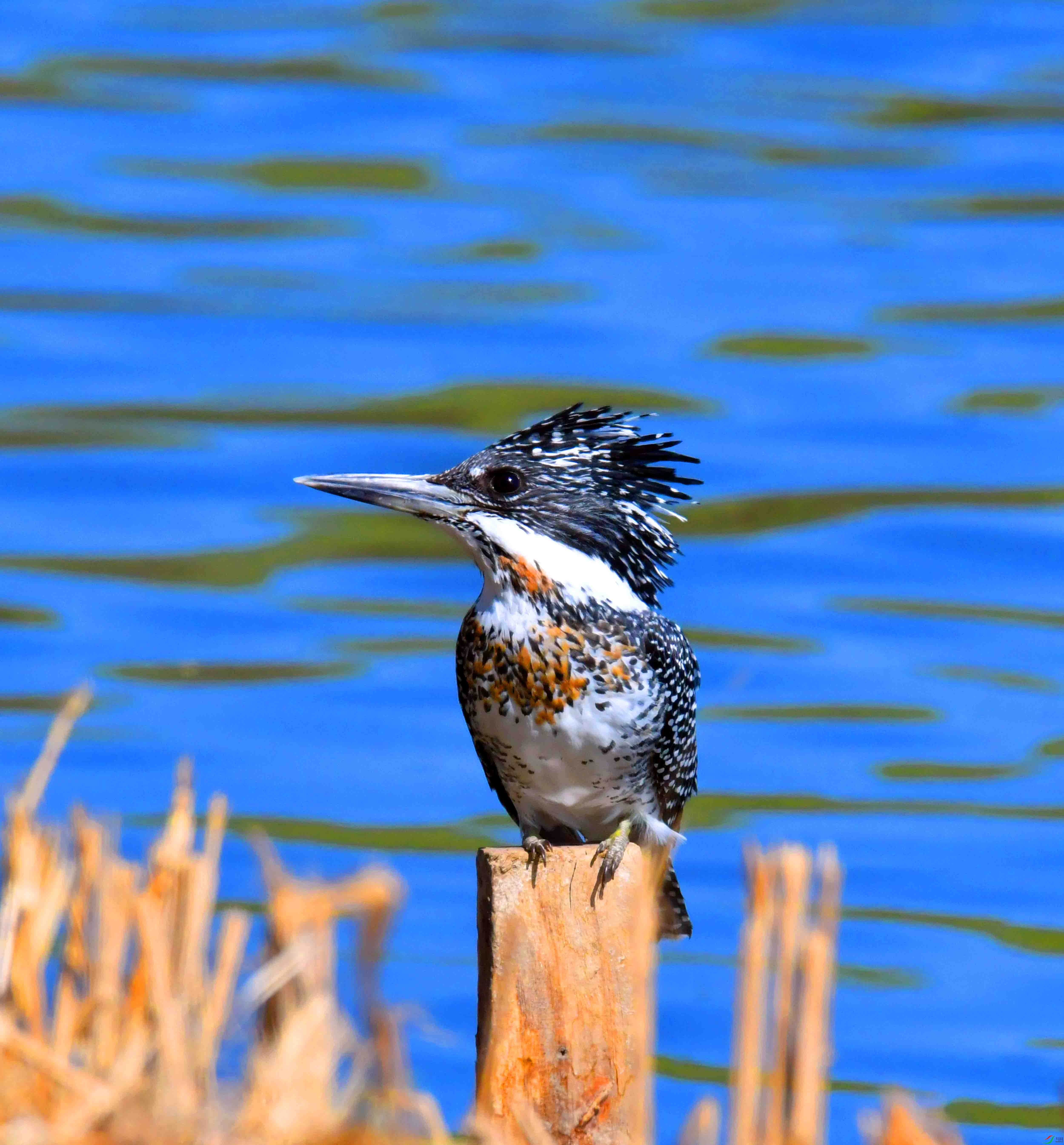 DSC_0850.JPG