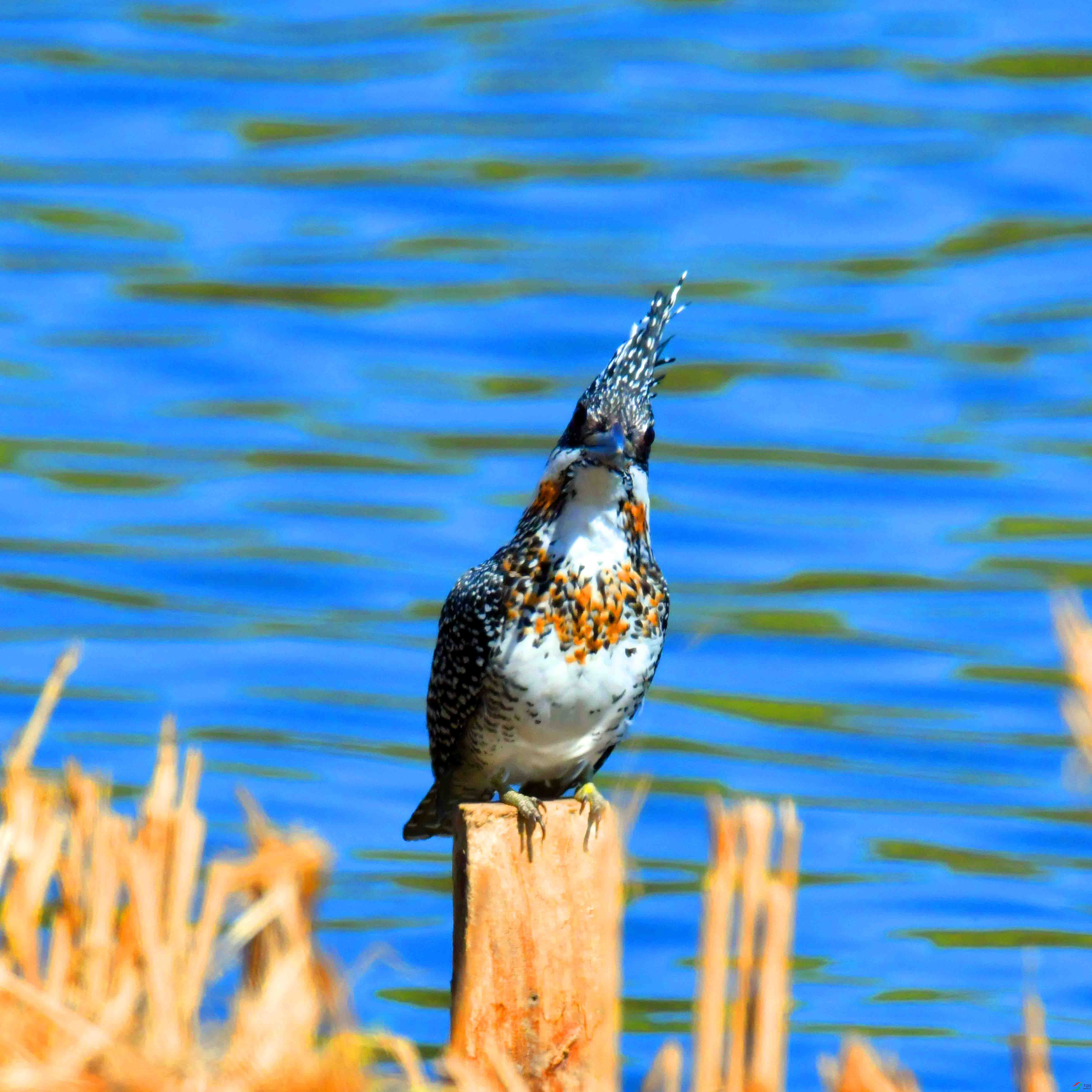 DSC_0848.JPG