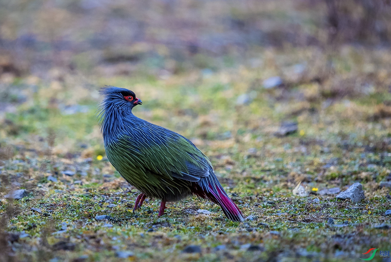 _DSC8154a.jpg