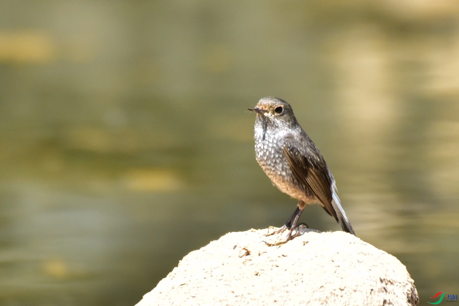DSC_7663.JPG