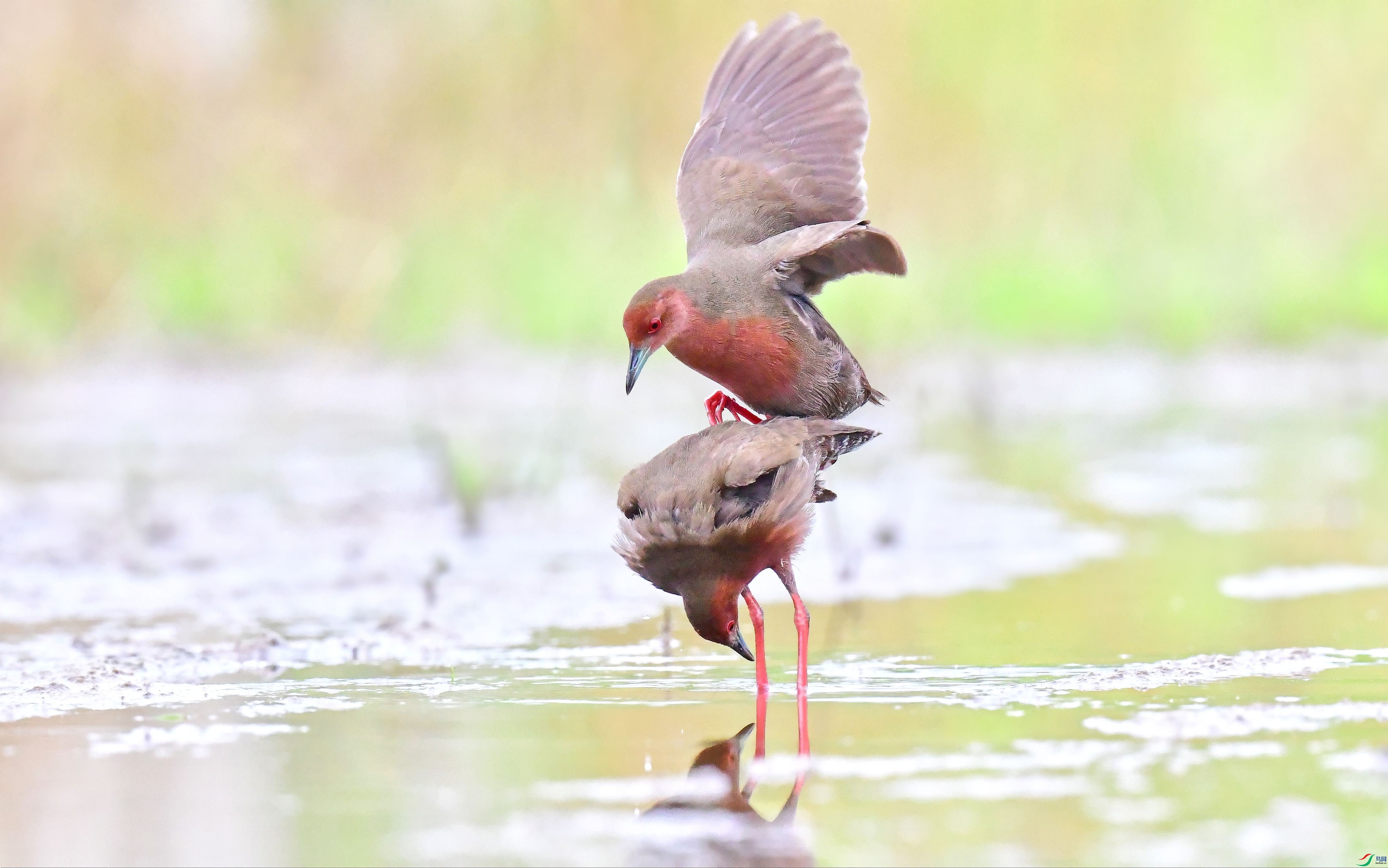 DSC_4995_conew14.jpg