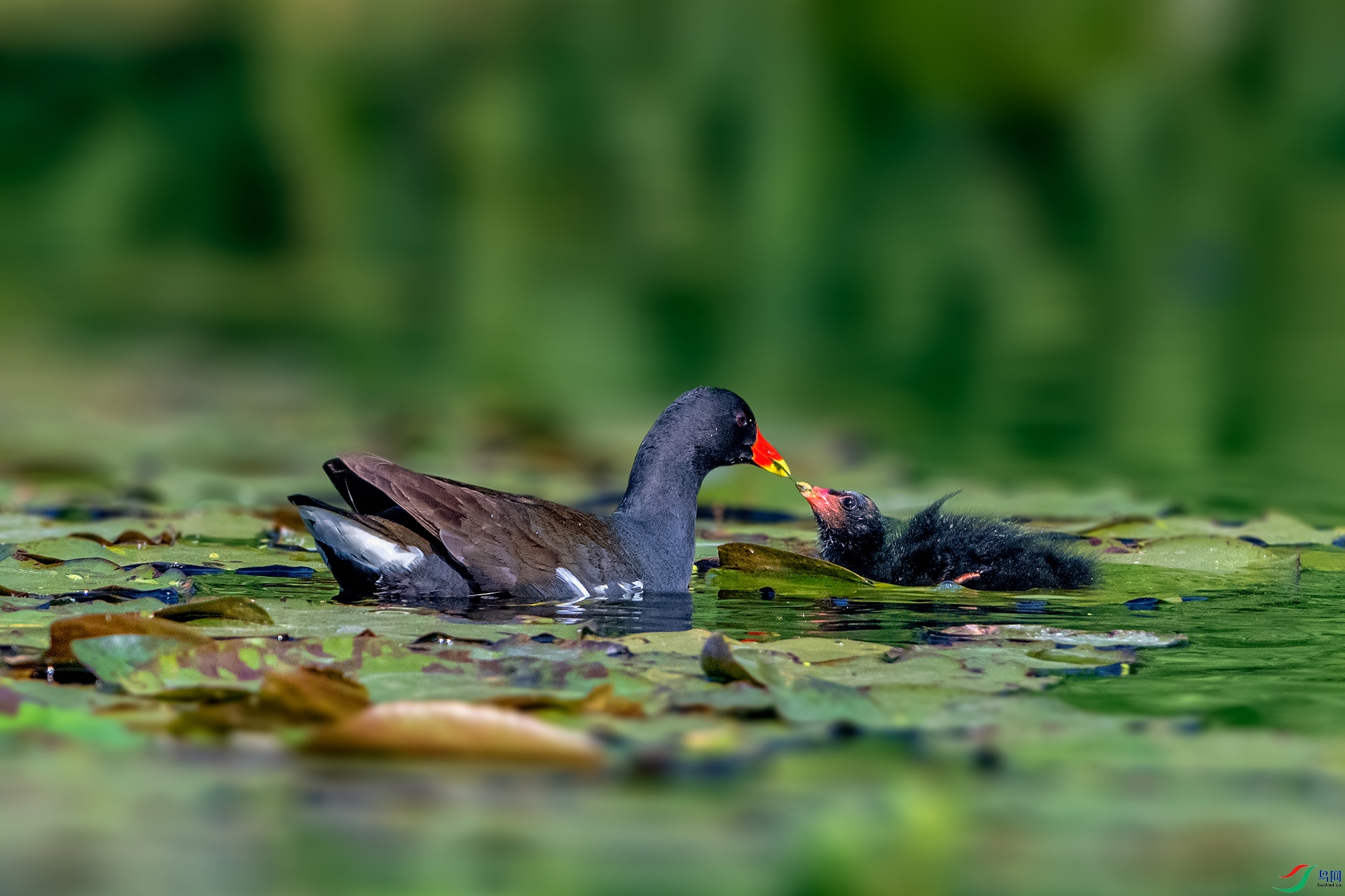 _AUU0226 ��ˮ��(26.3.31).jpg