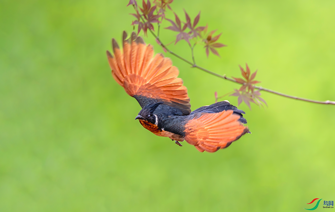 DSC_2488-DeNoiseAI-standard ���� 4.png
