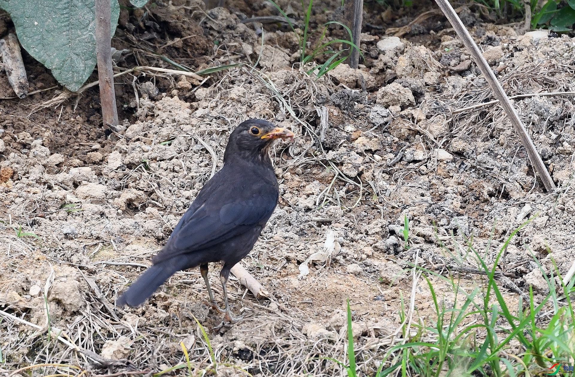 DSC_8753.jpg
