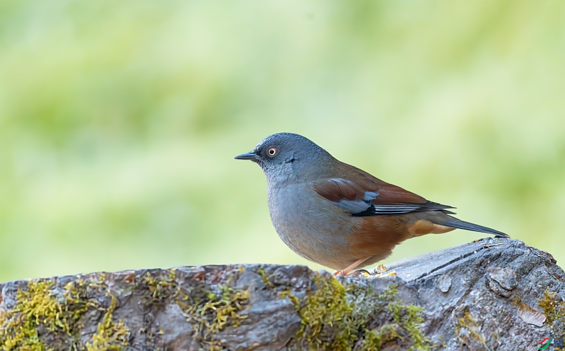 DSC_1129-1.jpg