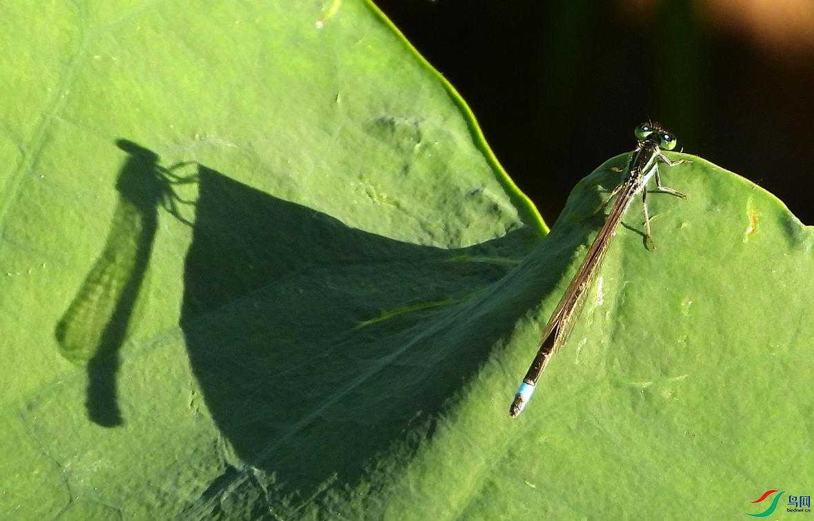 1DSCN7908_����.jpg