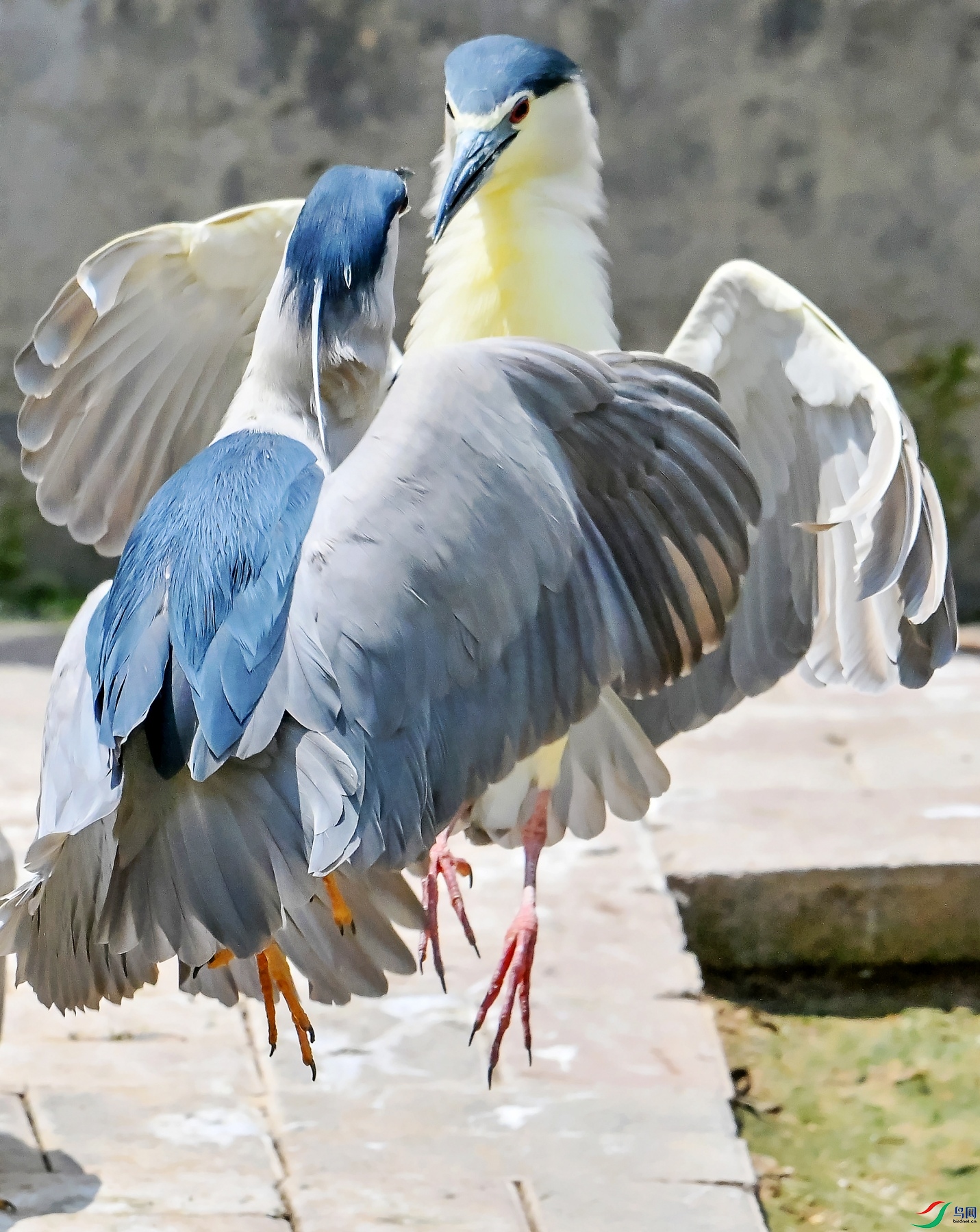 DSC_0528---_conew1.jpg