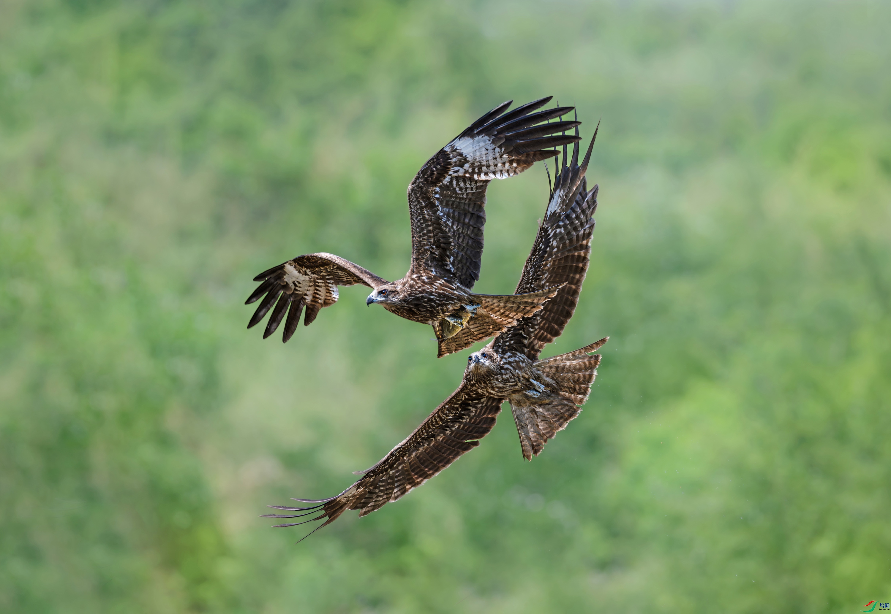 DSC_7854.jpg