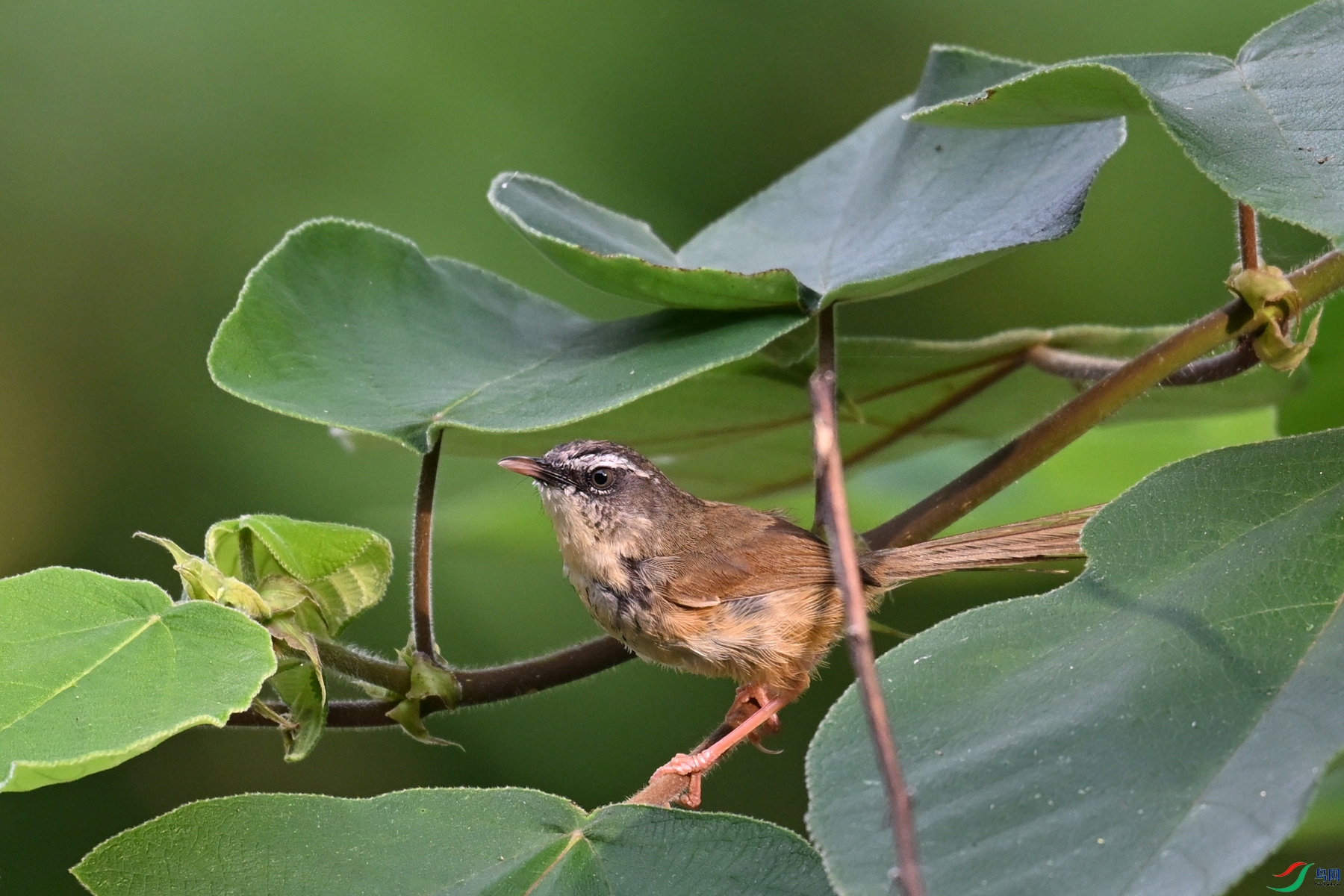 DSC_0005.JPG