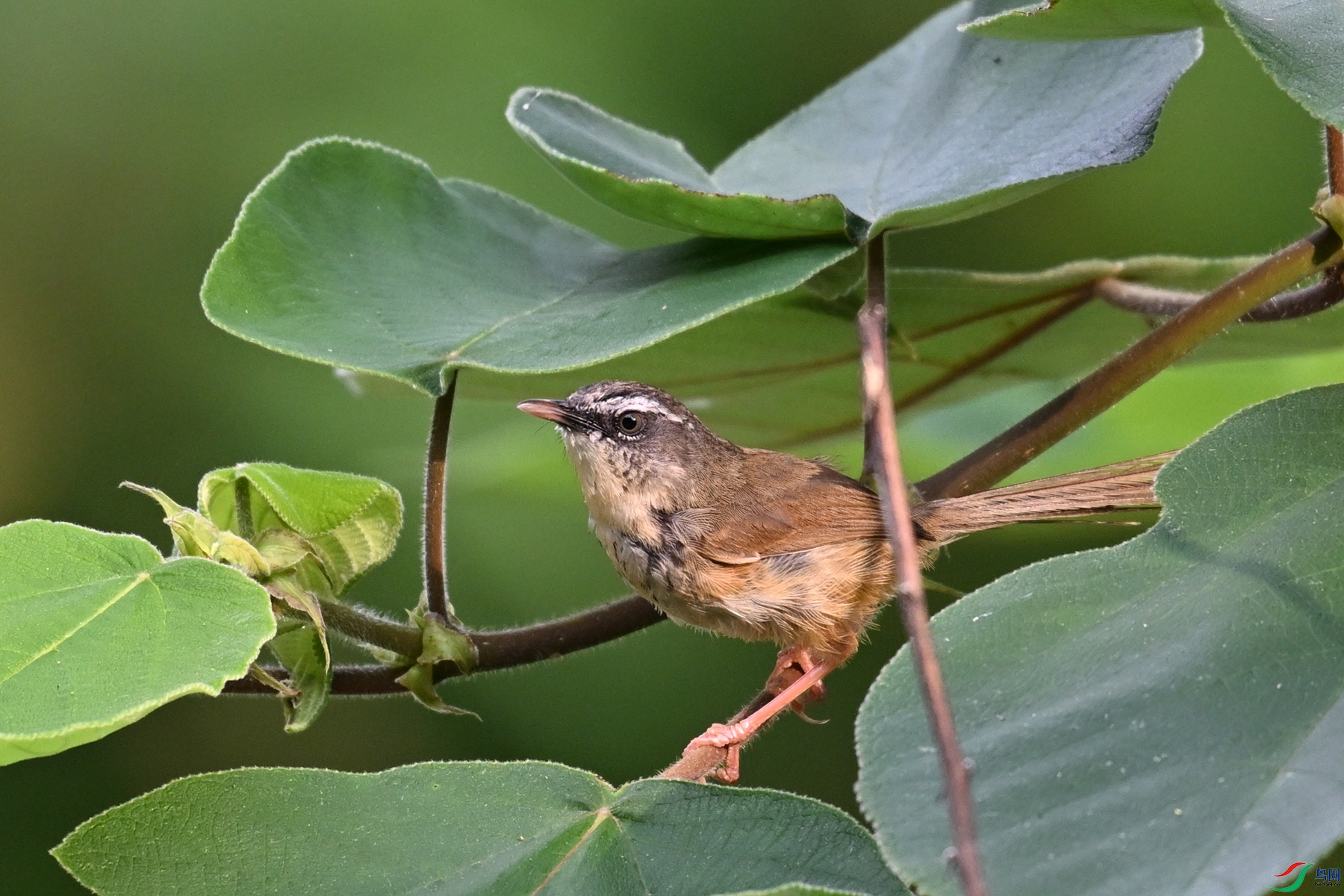 DSC_0006.JPG