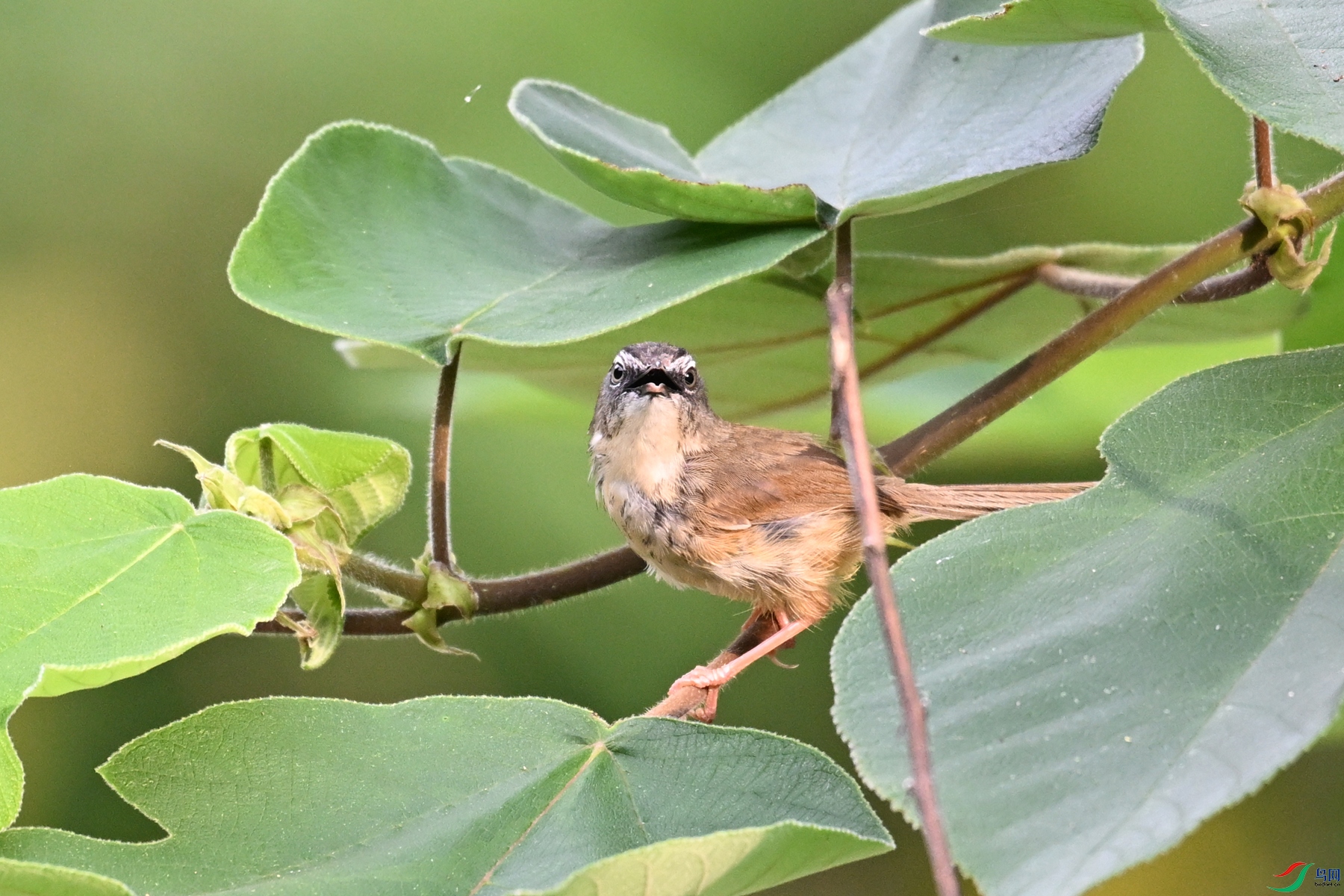 DSC_0008.JPG