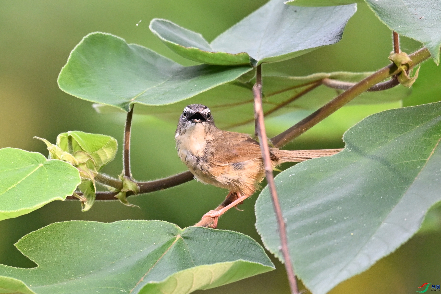 DSC_0009.JPG