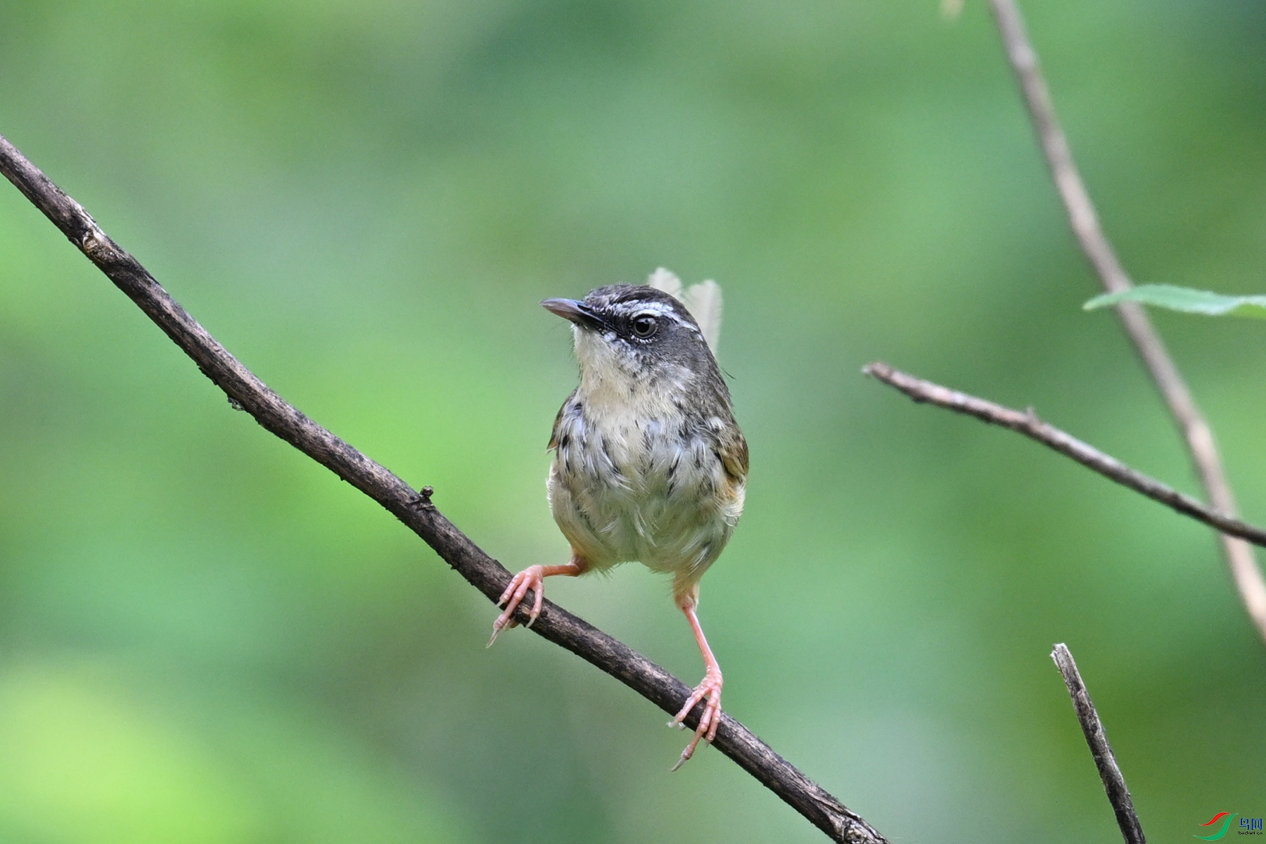 DSC_0035.JPG