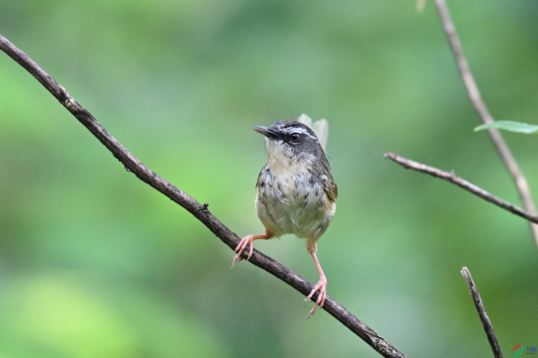 DSC_0036.JPG
