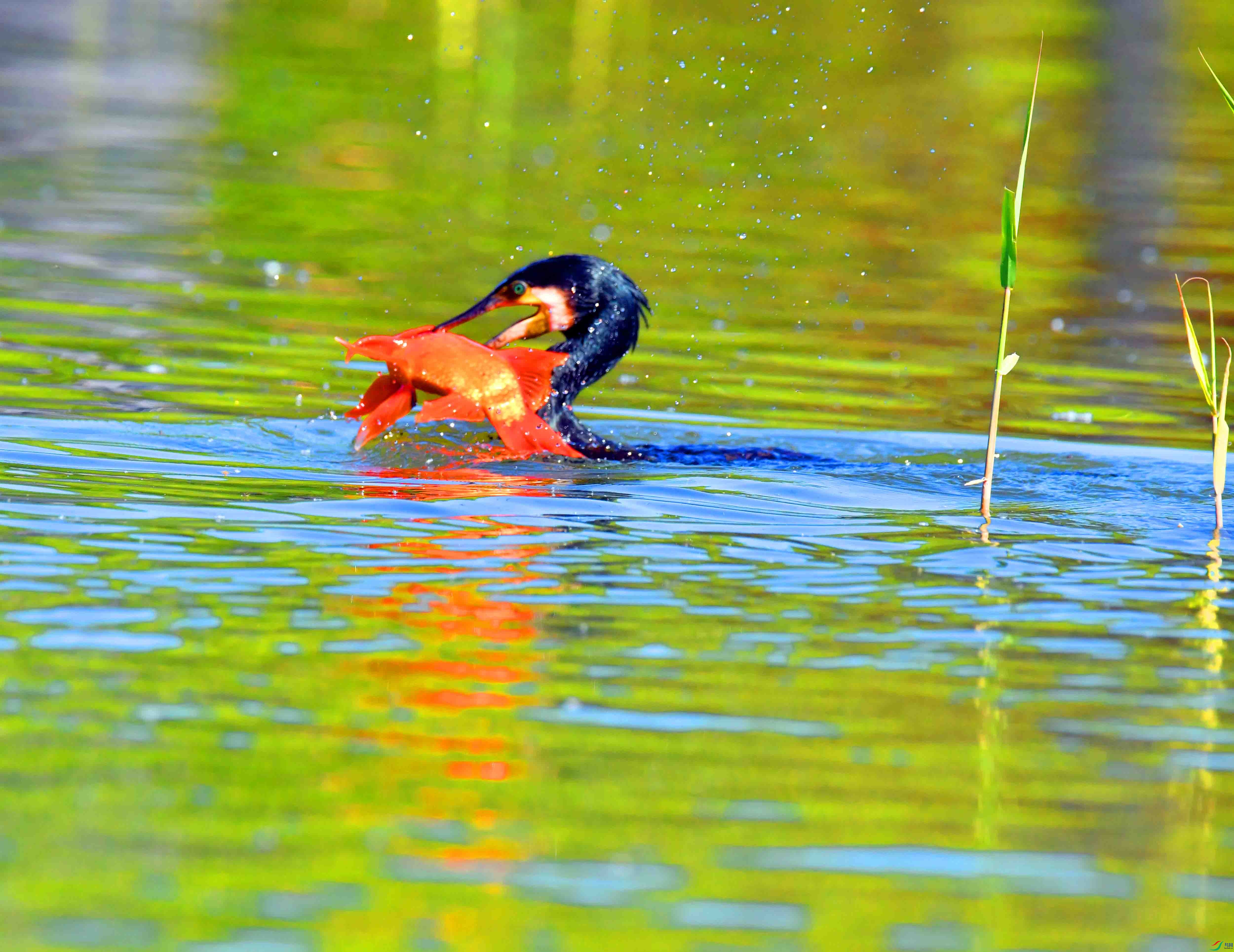 DSC_0446.JPG