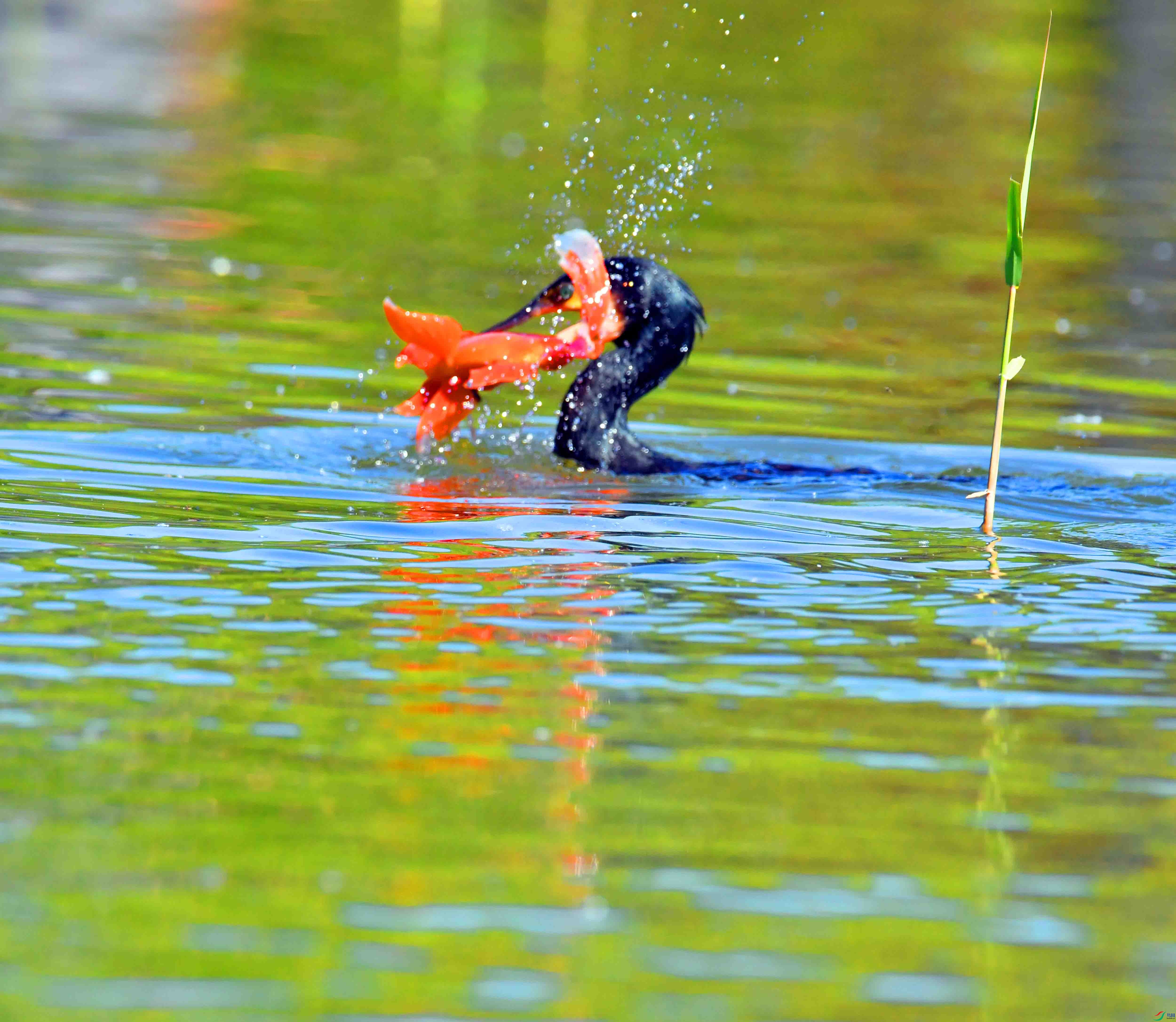 DSC_0445.JPG