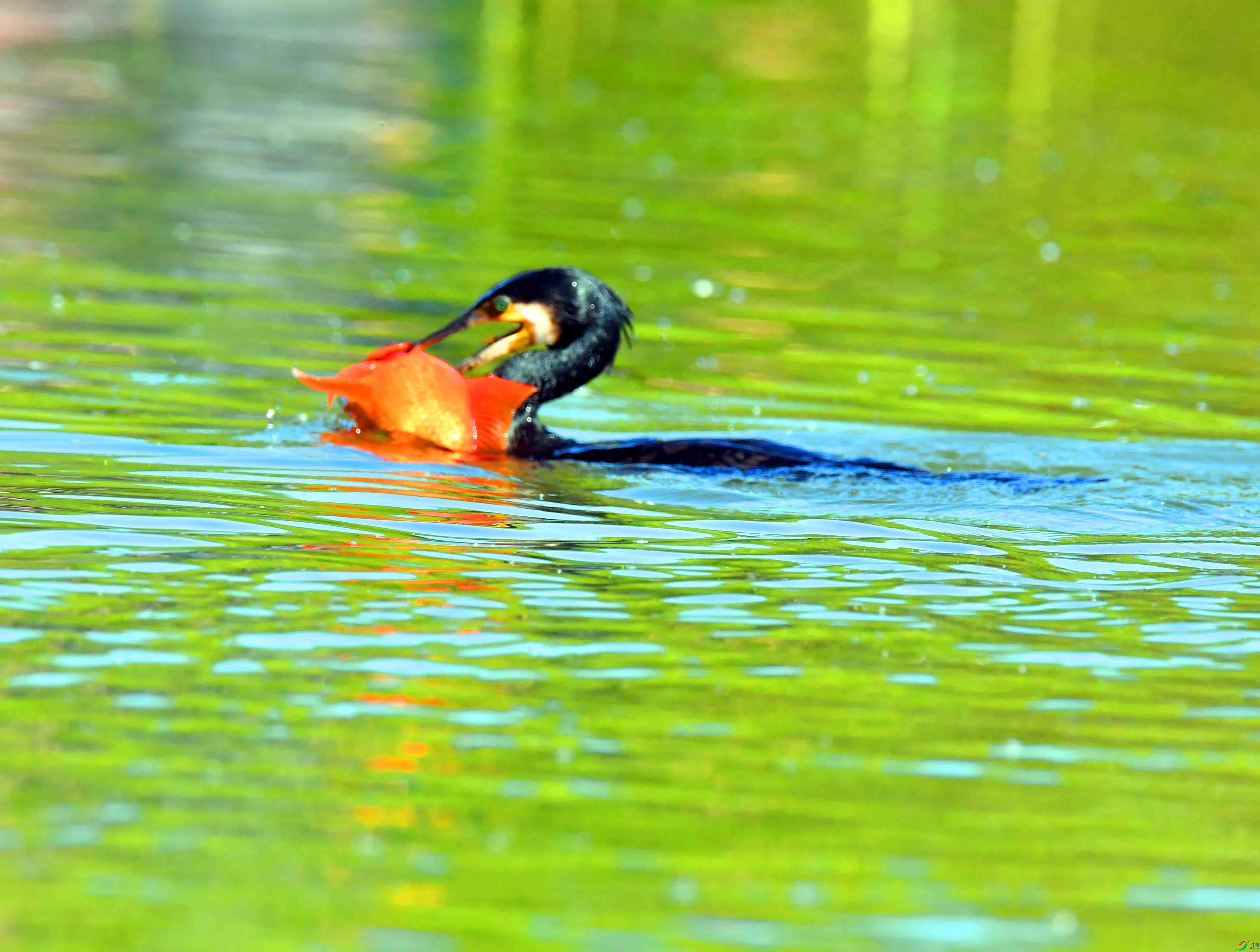 DSC_0452.JPG