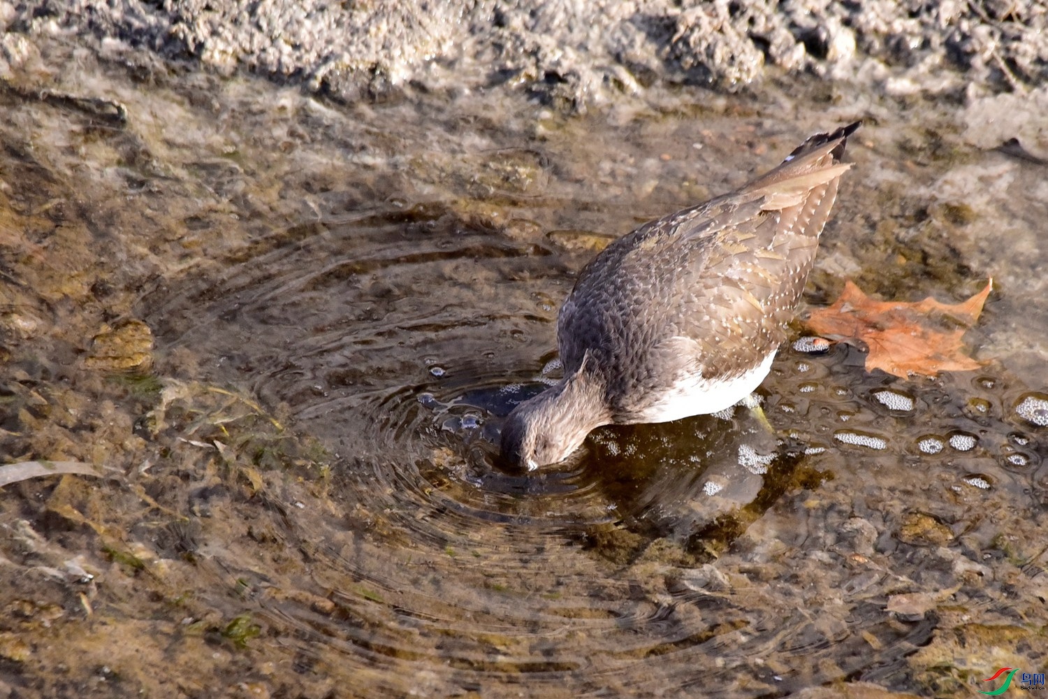 DSC_4451.JPG