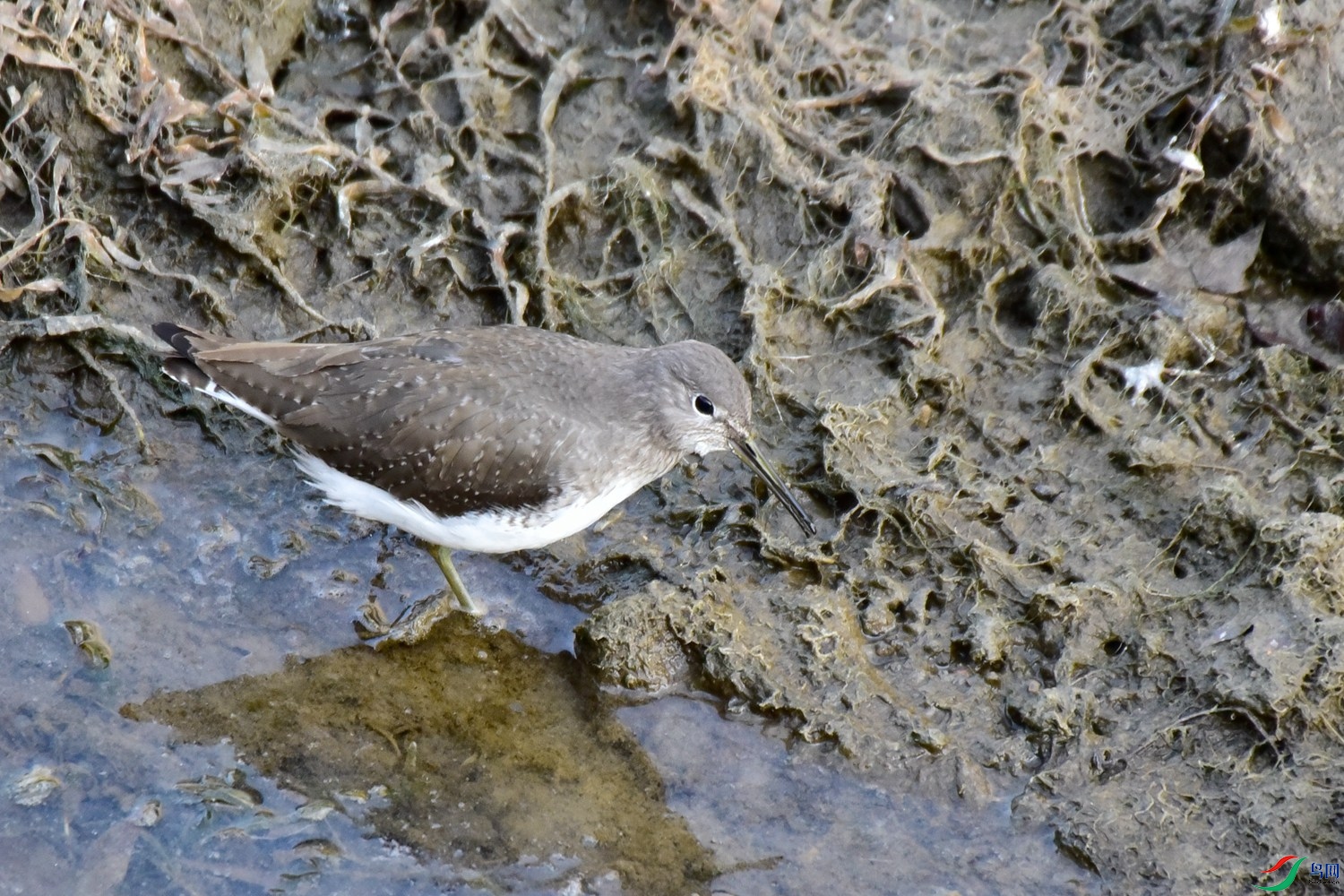 DSC_4431.JPG