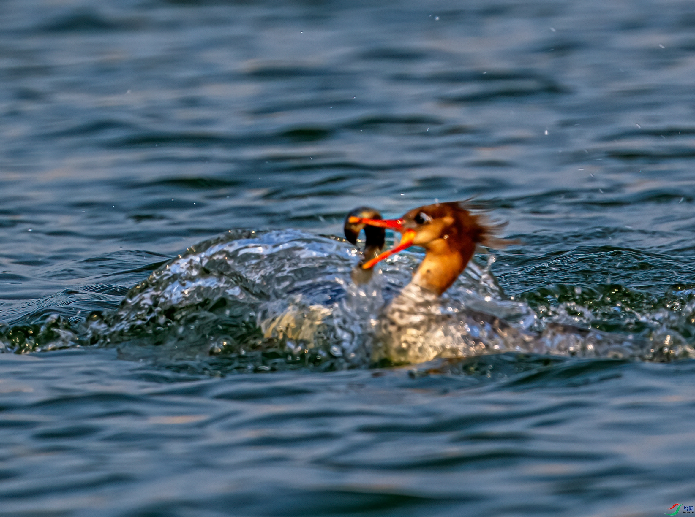 DSC_1320-1.jpg