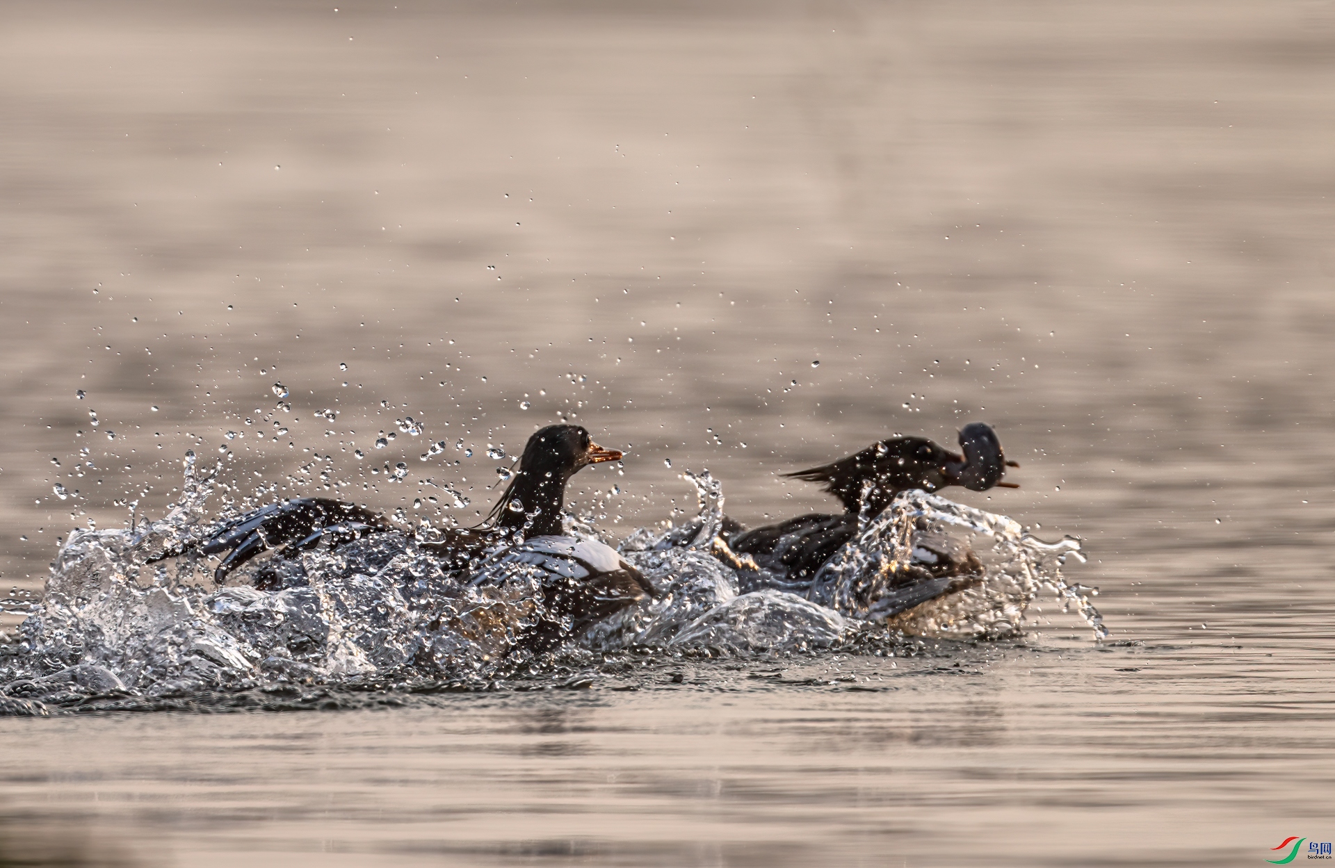 DSC_2501-11.jpg