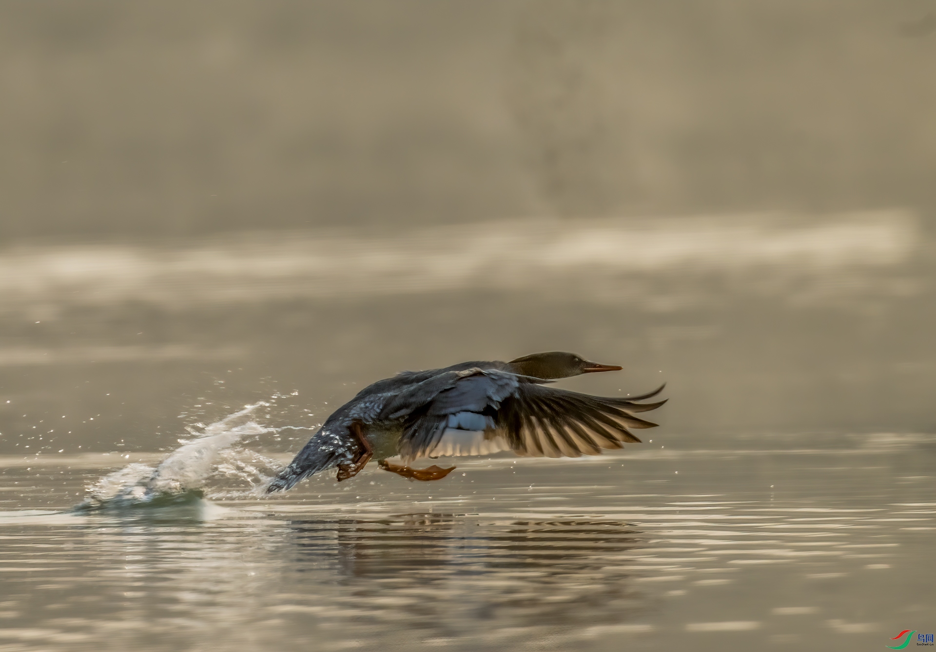 DSC_3360-11.jpg
