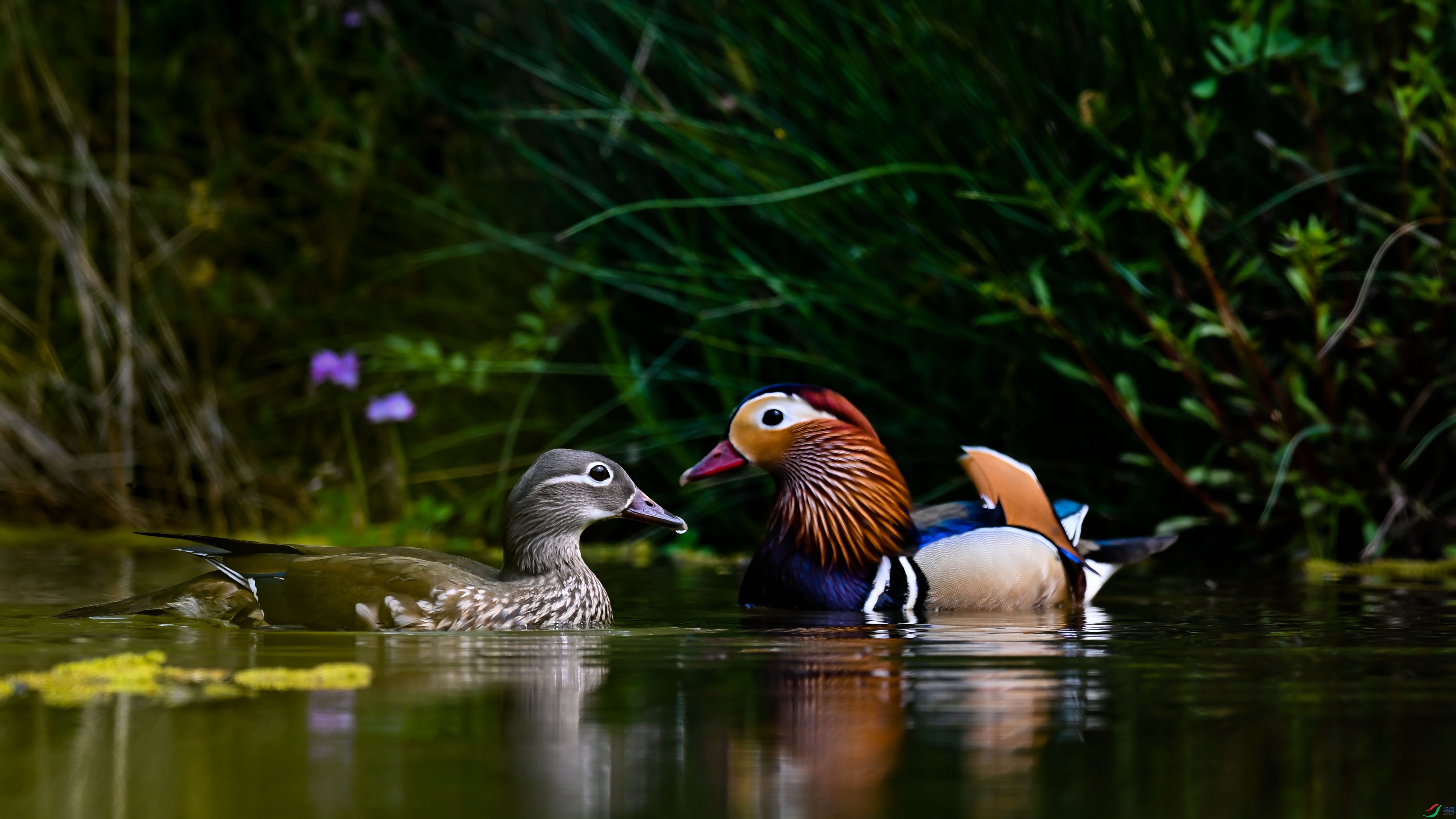 DSC_7781.jpg