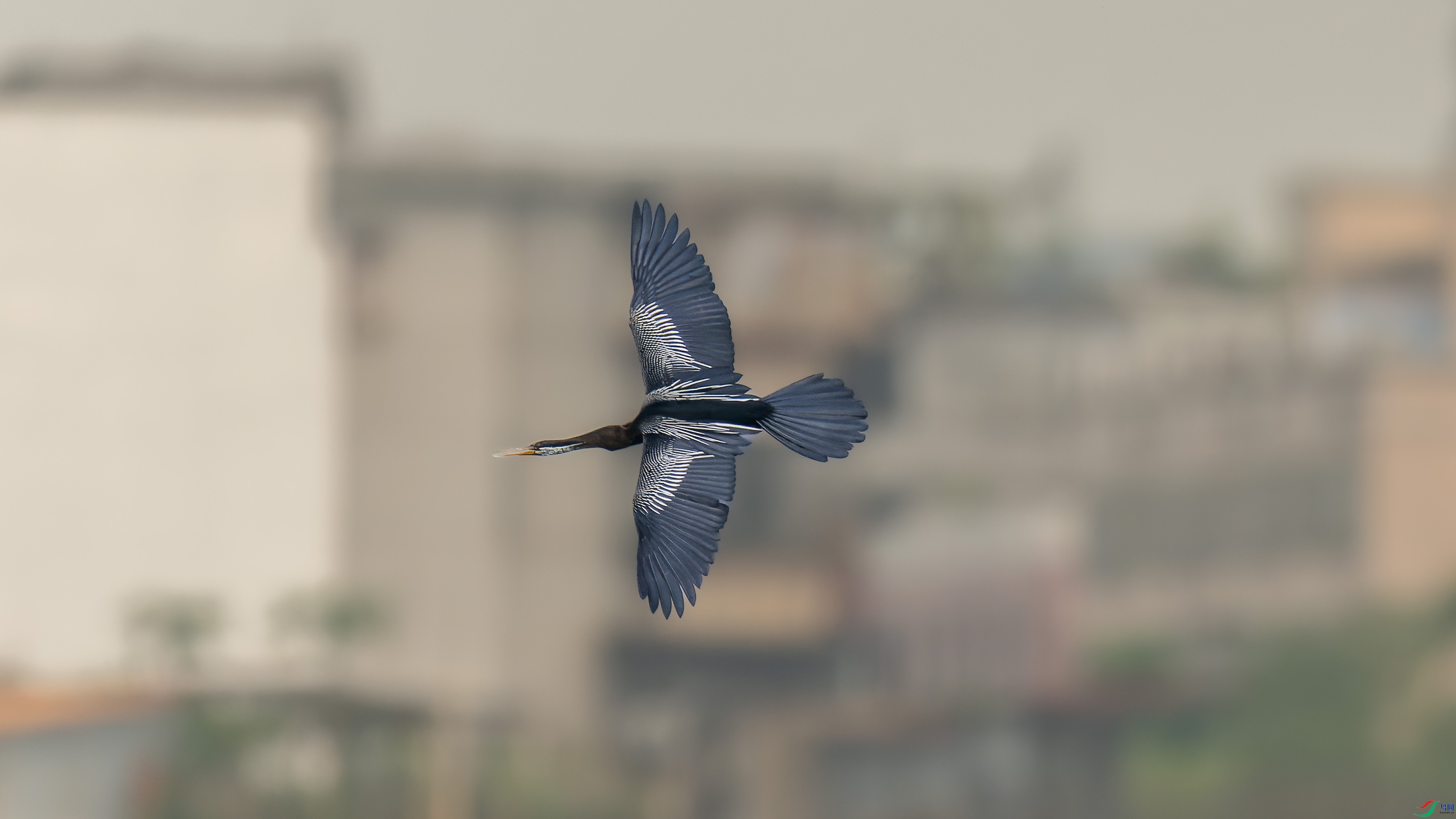 DSC_4066.jpg