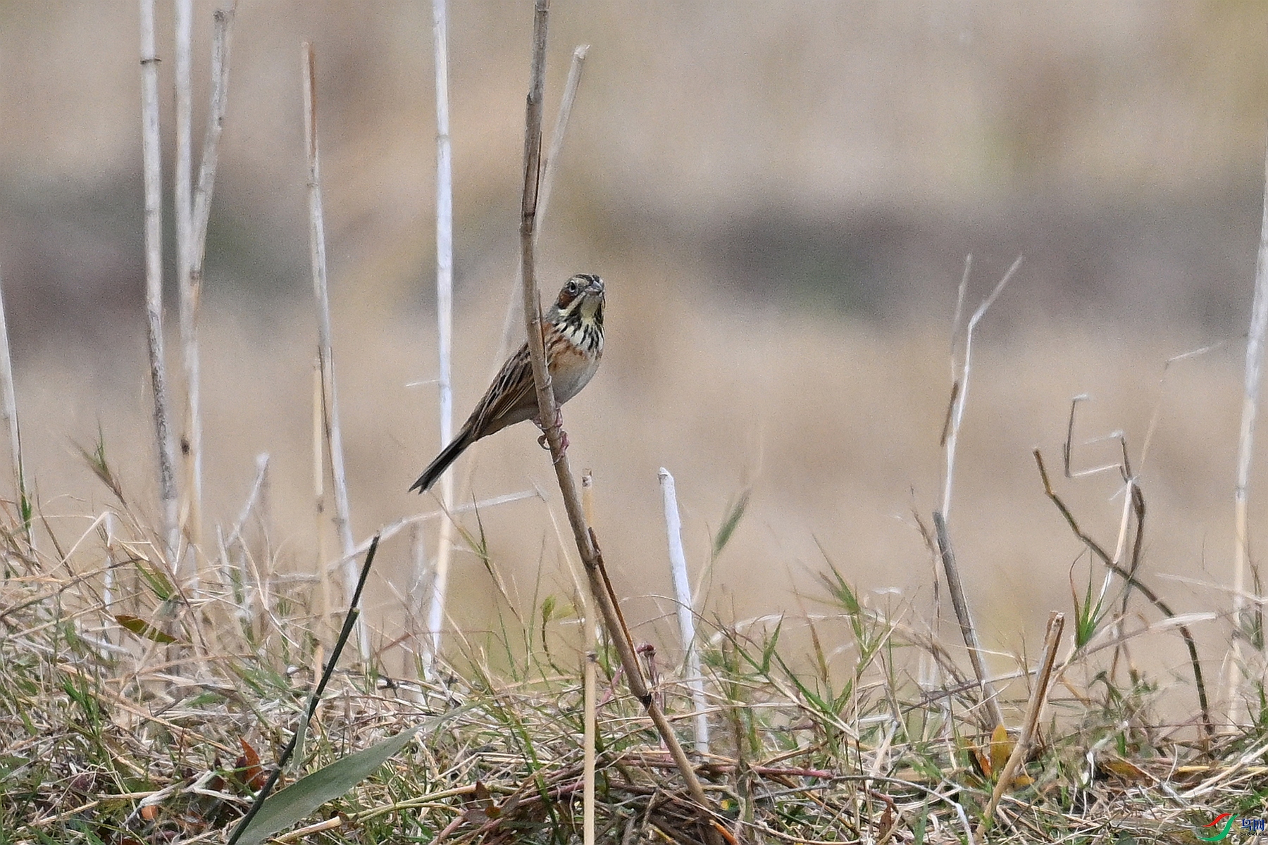DSC_9030.JPG