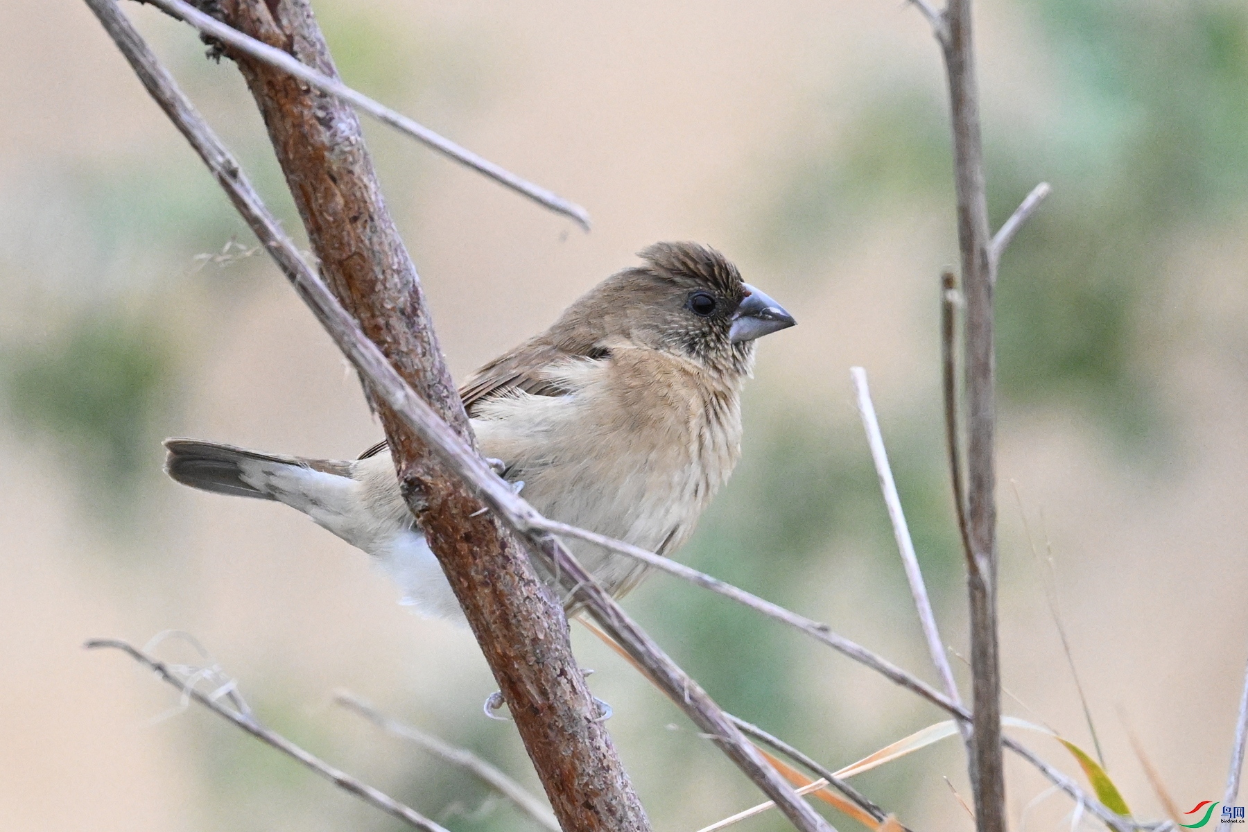 DSC_9065.JPG