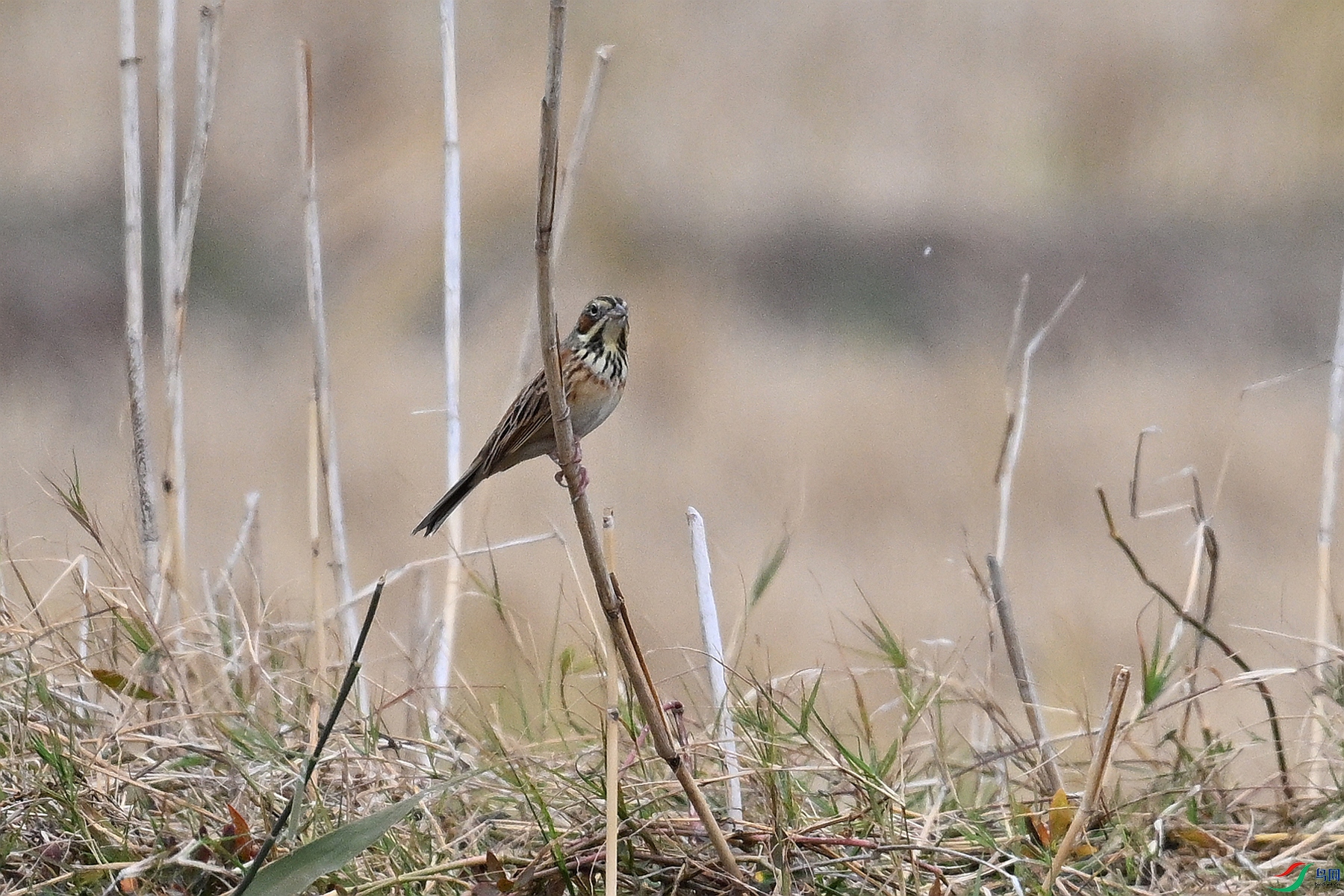 DSC_9031.JPG