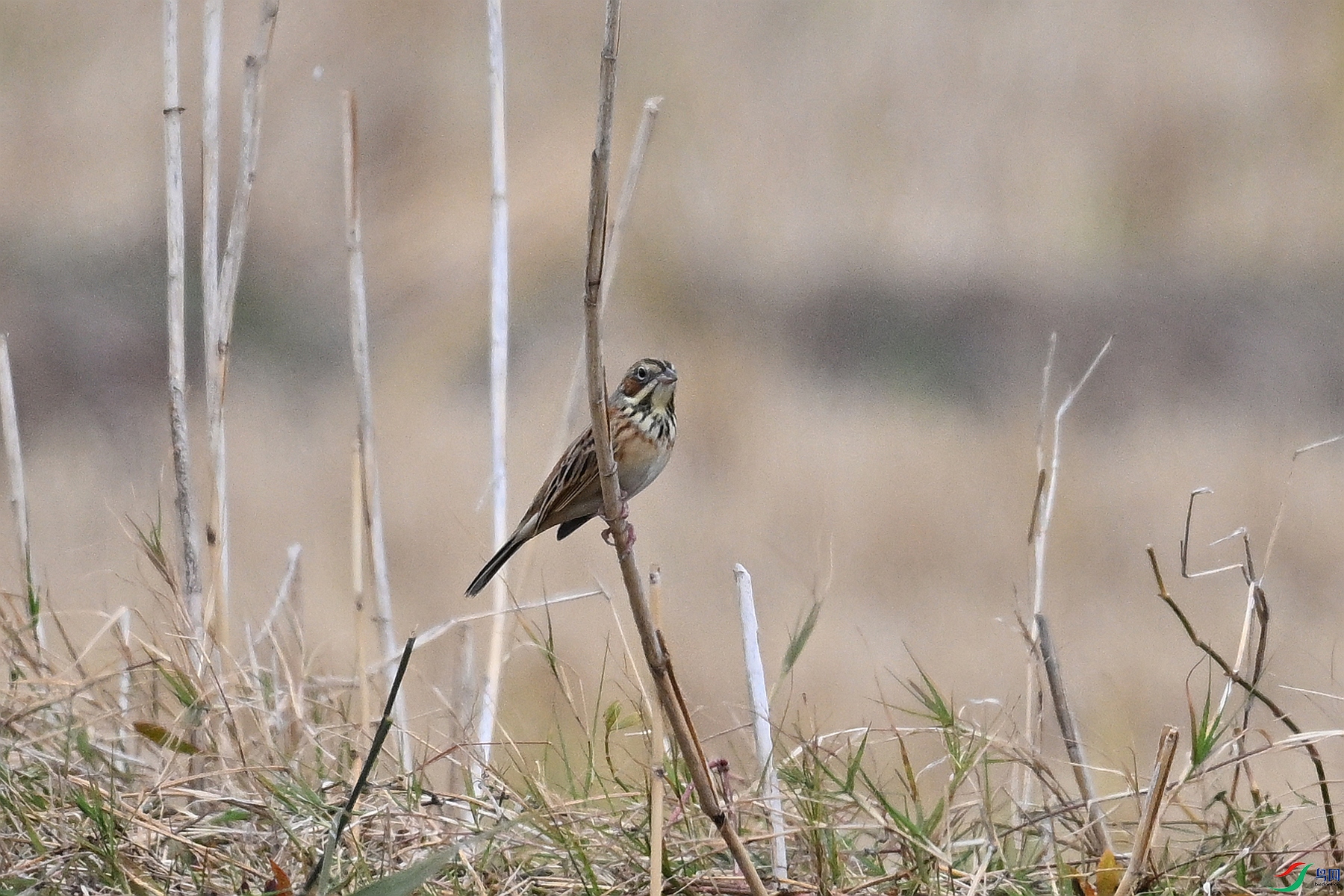 DSC_9033.JPG
