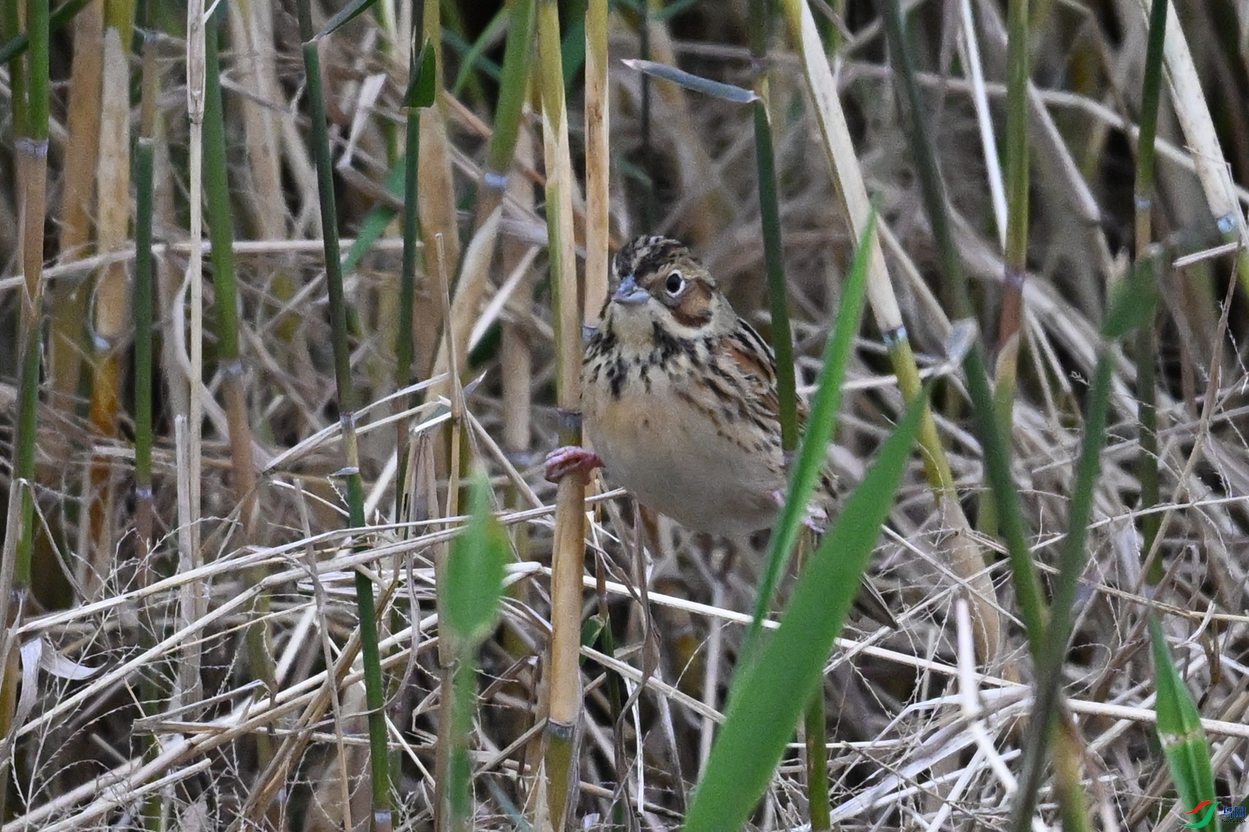 DSC_9072.JPG