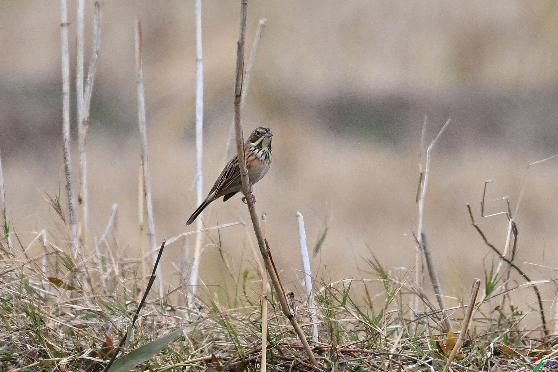 DSC_9034.JPG