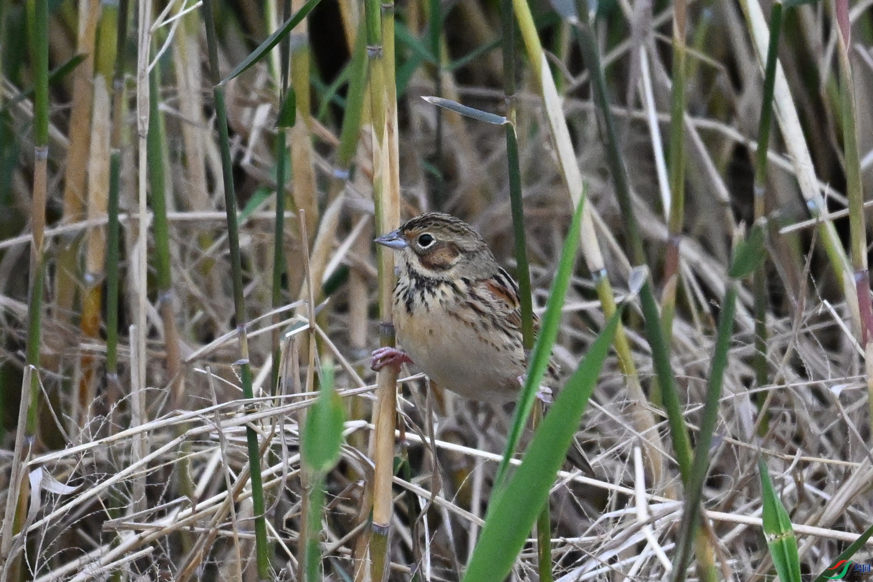 DSC_9075.JPG