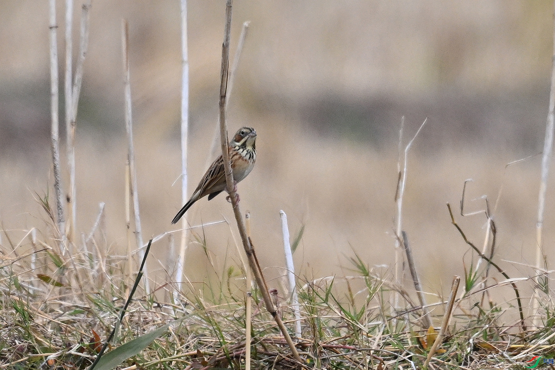 DSC_9035.JPG