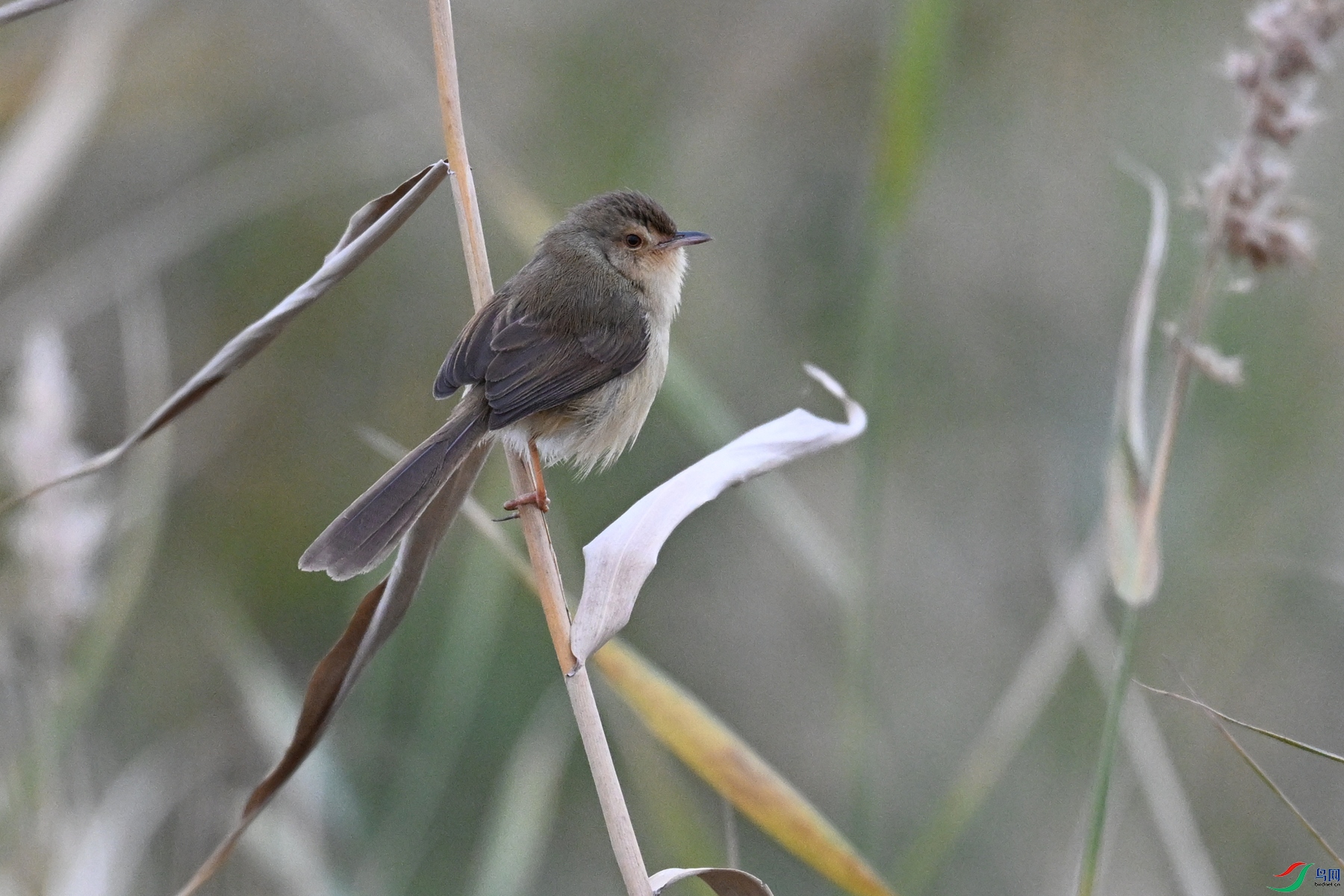 DSC_9079.JPG