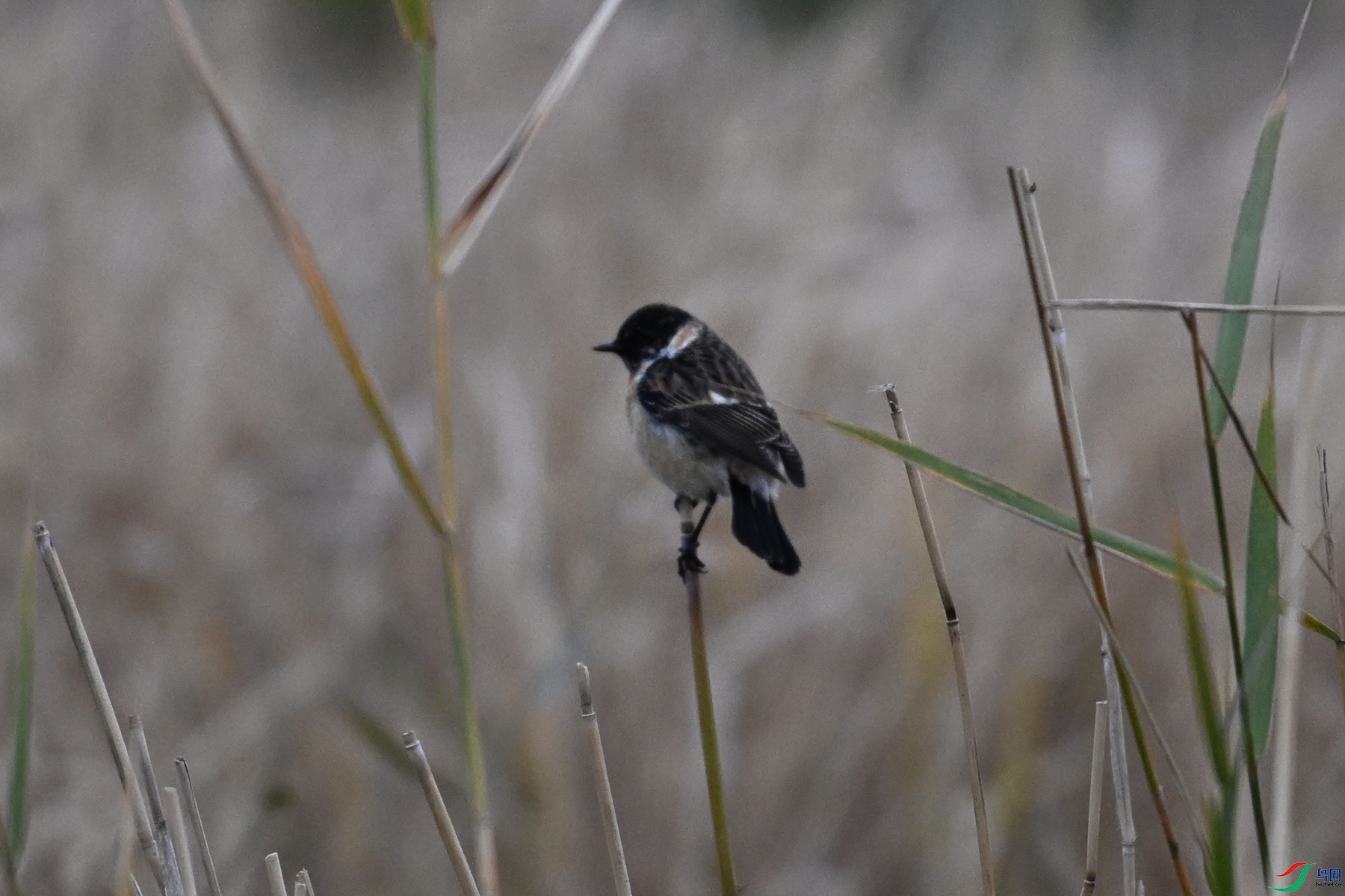 DSC_9083.JPG