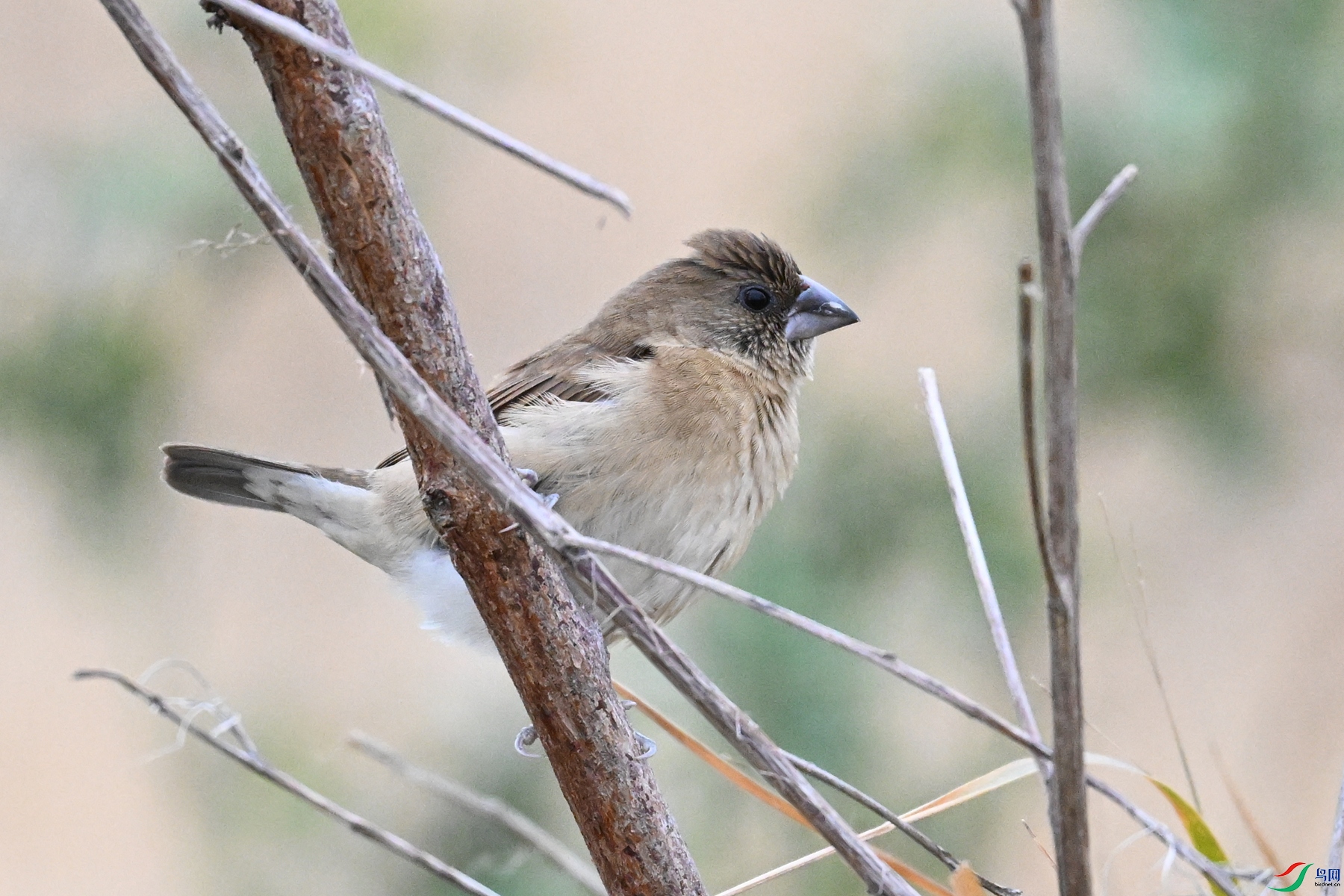DSC_9064.JPG