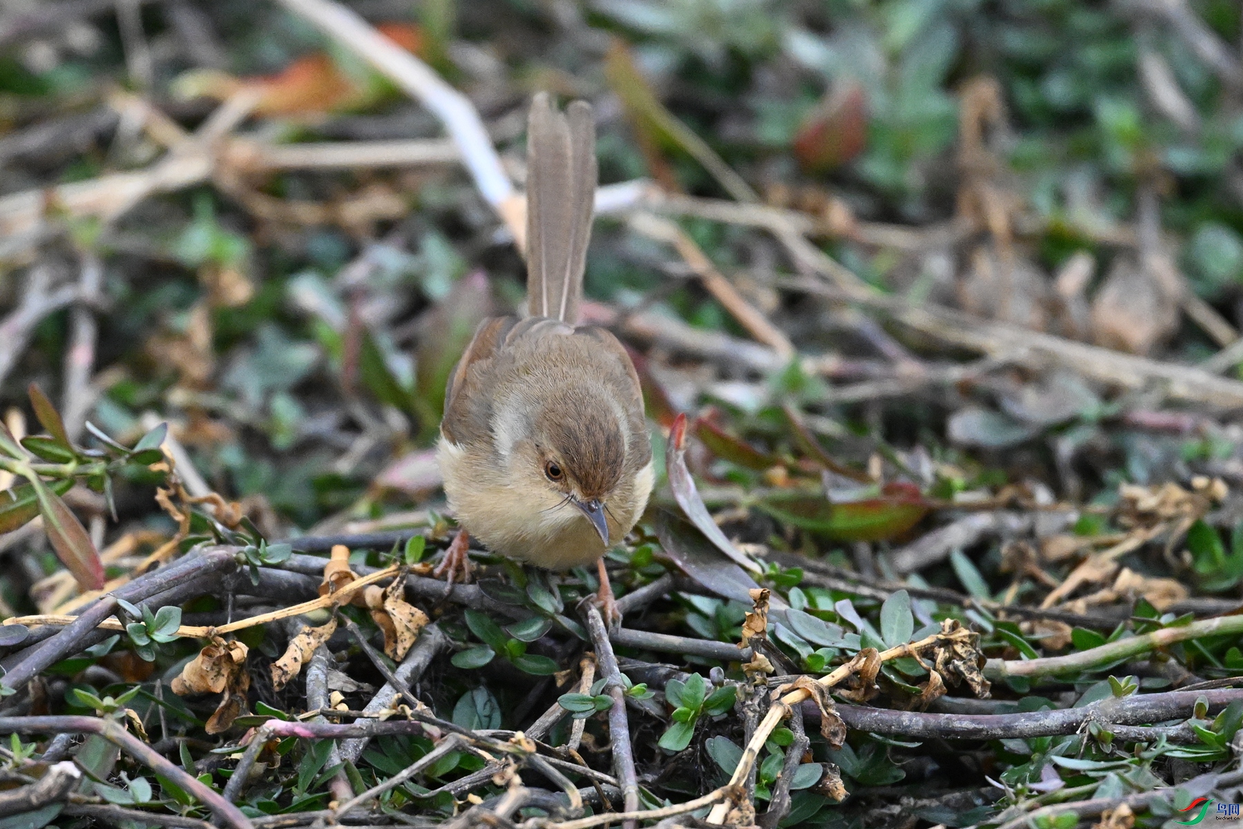 DSC_9068.JPG