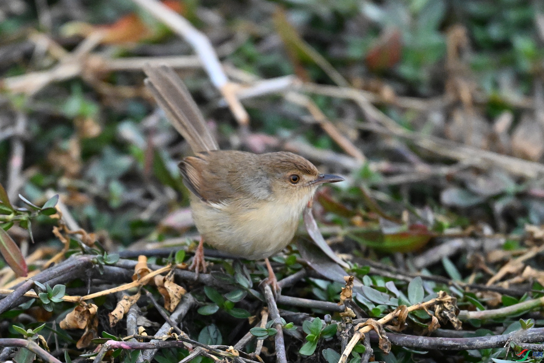 DSC_9071.JPG