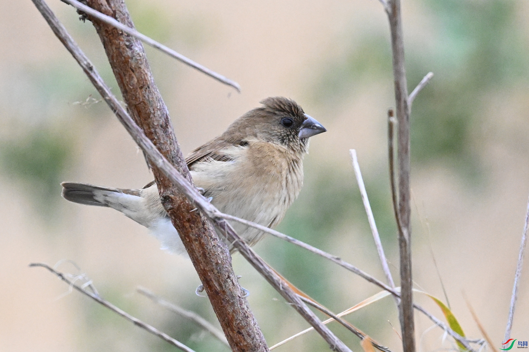 DSC_9066.JPG